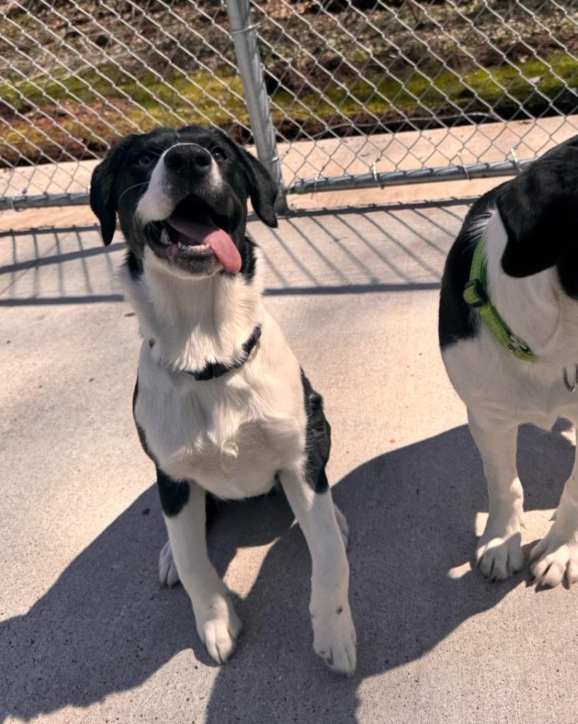 Enlarge Runt Runt, a Adoptable mixed breed in Muskegon, MI image 5/5