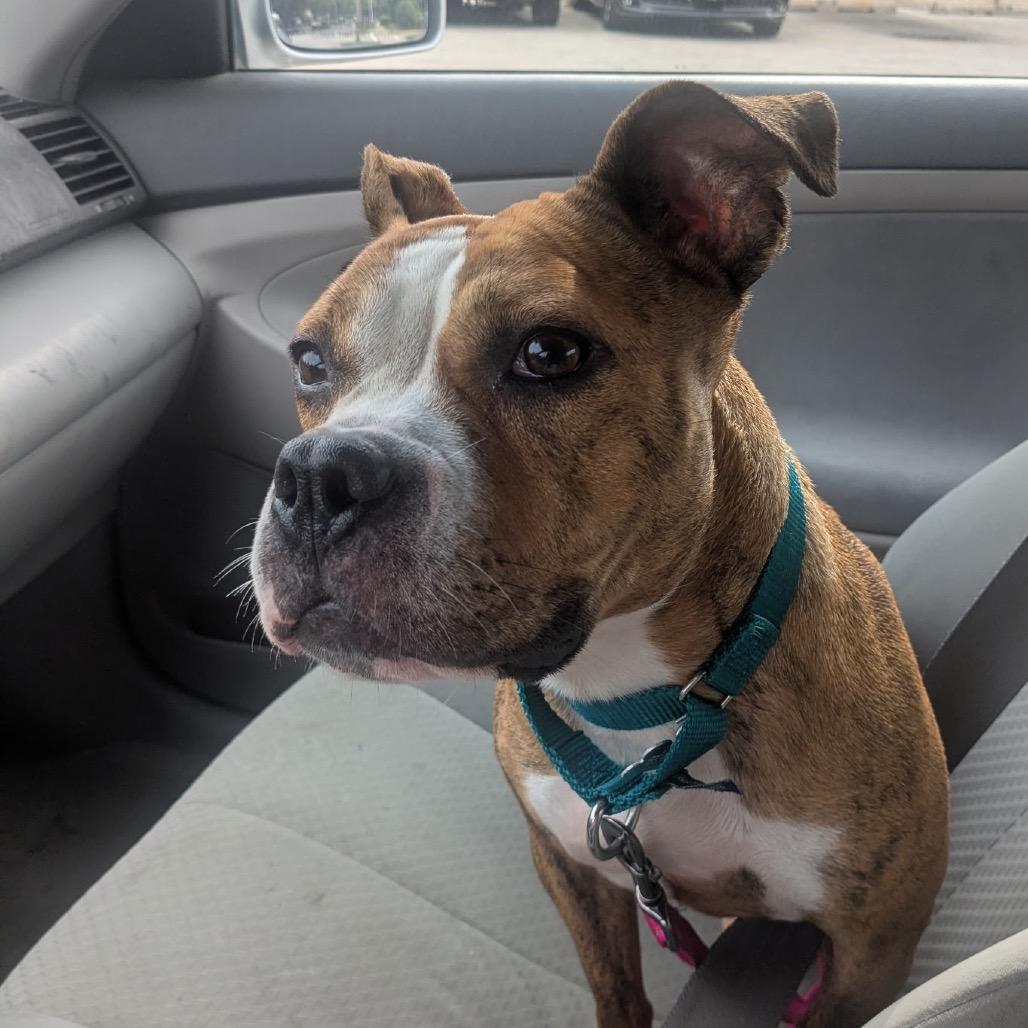 Mina, Adoptable, Young Female Mixed Breed.