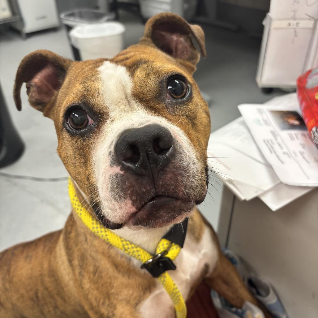 Enlarge Mina, a Adoptable Mixed Breed in Skokie, IL image 2/3