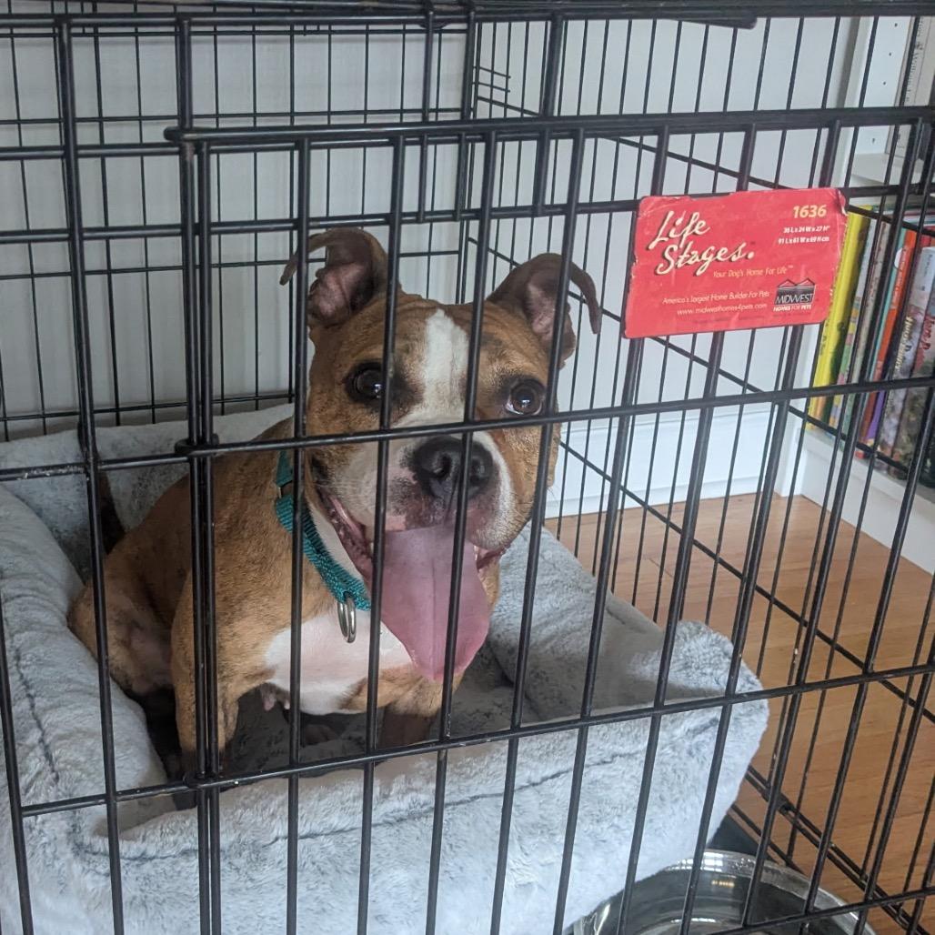Enlarge Mina, a Adoptable Mixed Breed in Skokie, IL image 3/3