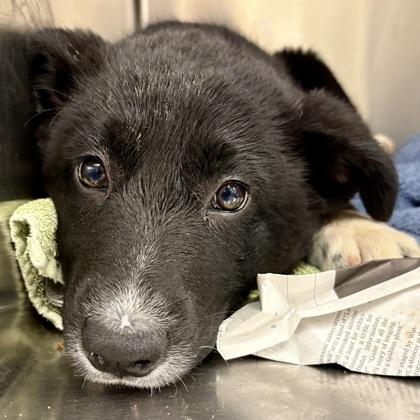Dark Chocolate, adopted, Puppy Female Australian Cattle Dog / Blue Heeler & Border Collie.