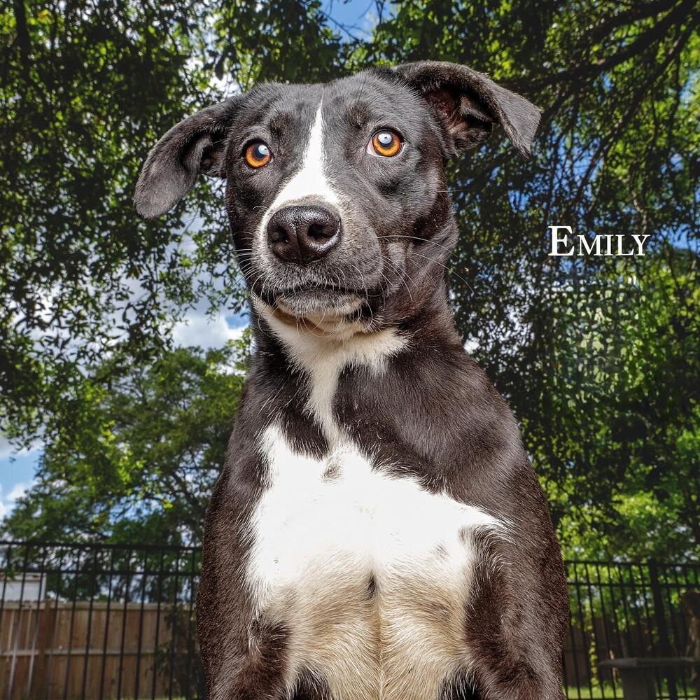 Emily, Adoptable, Adult Female Catahoula Leopard Dog & Labrador Retriever.