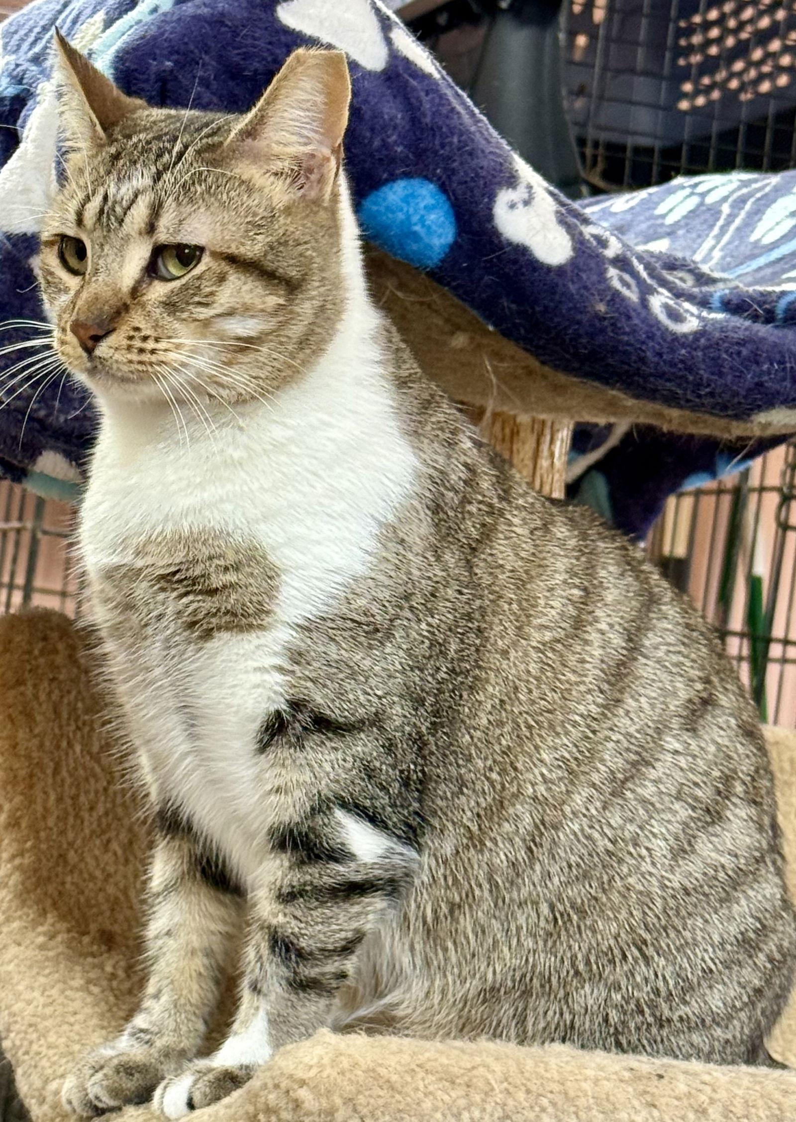 Enlarge Autumn, a Adopted Domestic Short Hair in Maywood, IL image 1/3