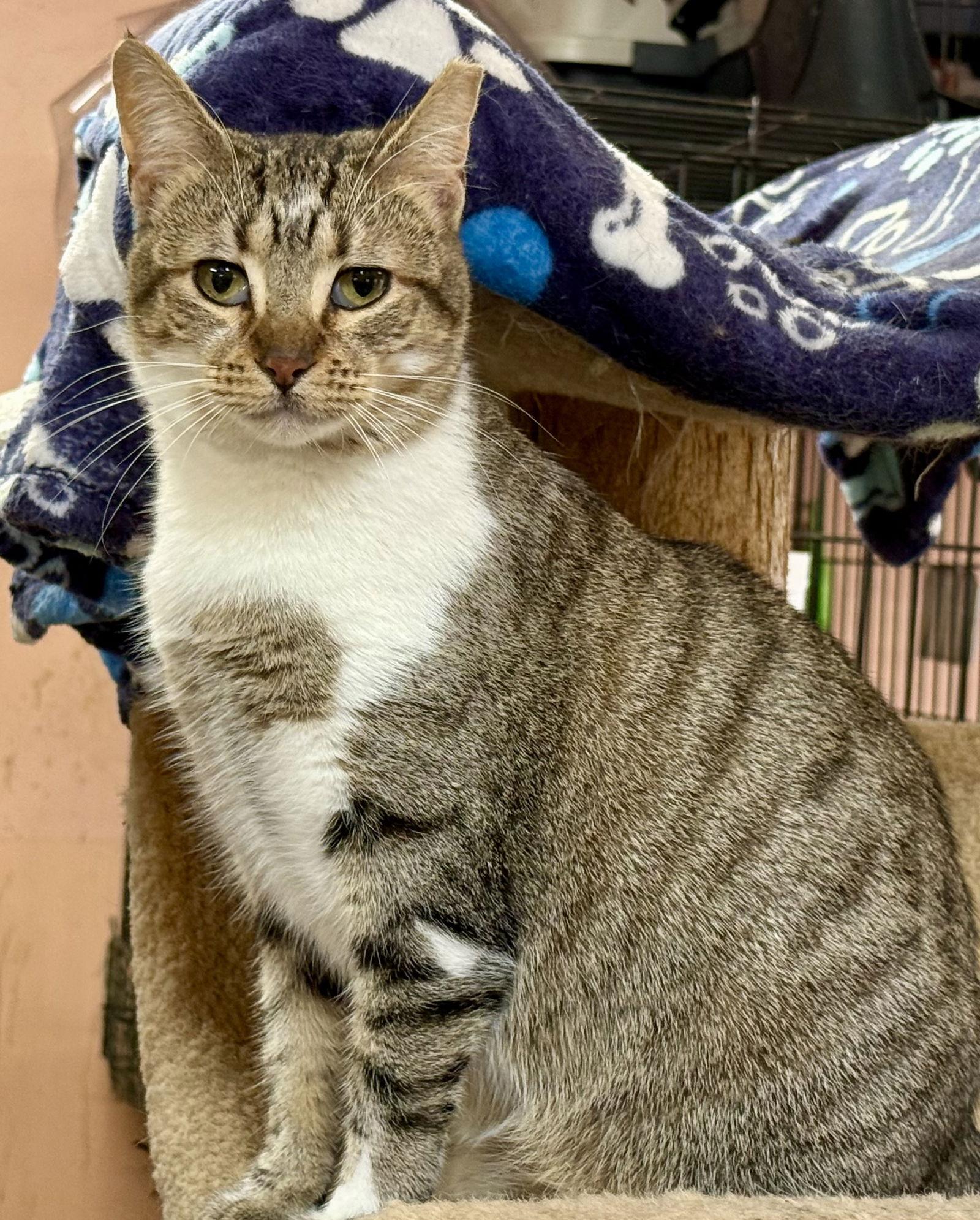 Enlarge Autumn, a Adopted Domestic Short Hair in Maywood, IL image 2/3