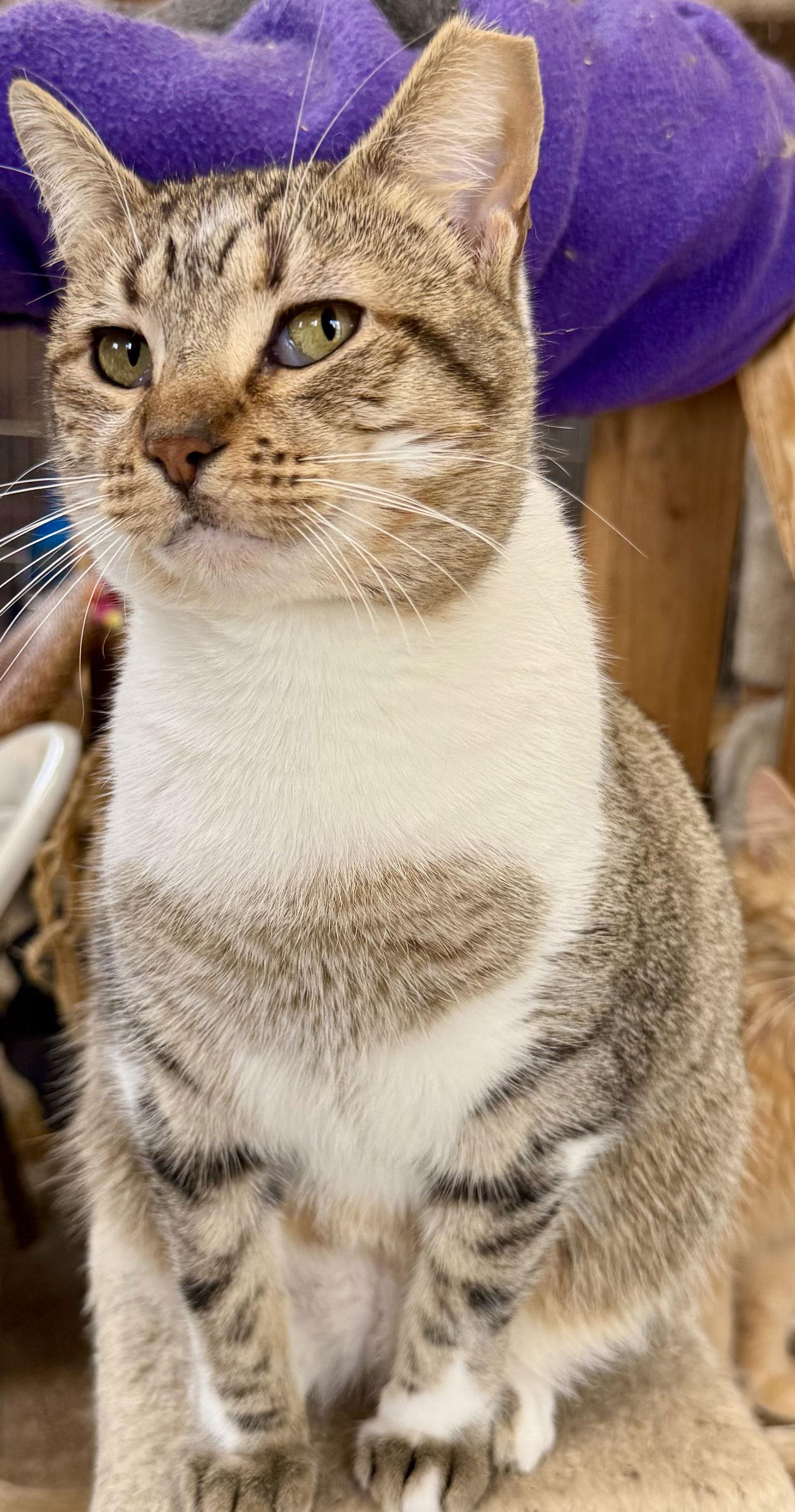Enlarge Autumn, a Adopted Domestic Short Hair in Maywood, IL image 3/3