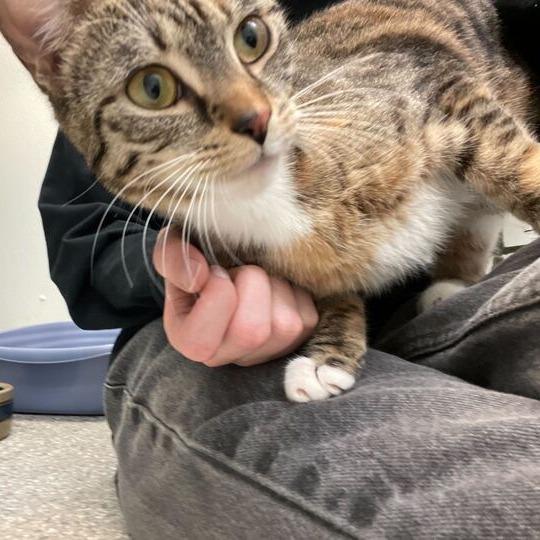 Katarina, a Adoptable Domestic Short Hair in Enfield, NH image 1/2