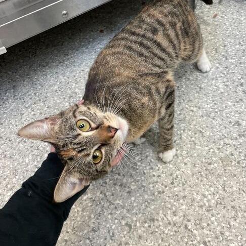 Katarina, a Adoptable Domestic Short Hair in Enfield, NH image 2/2