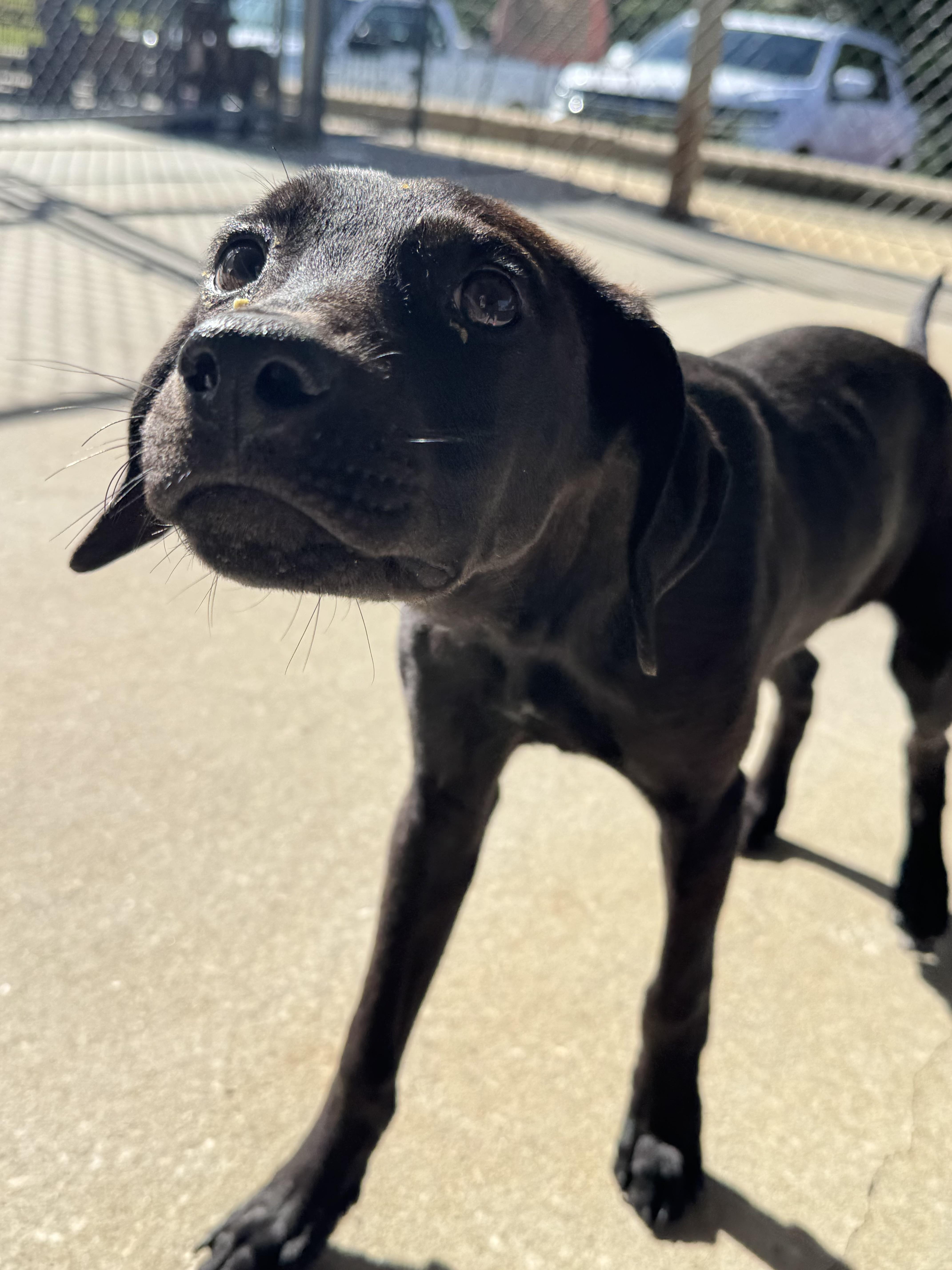 Enlarge Volt, a ADOPTABLE mixed breed in Troy, AL image 2/4