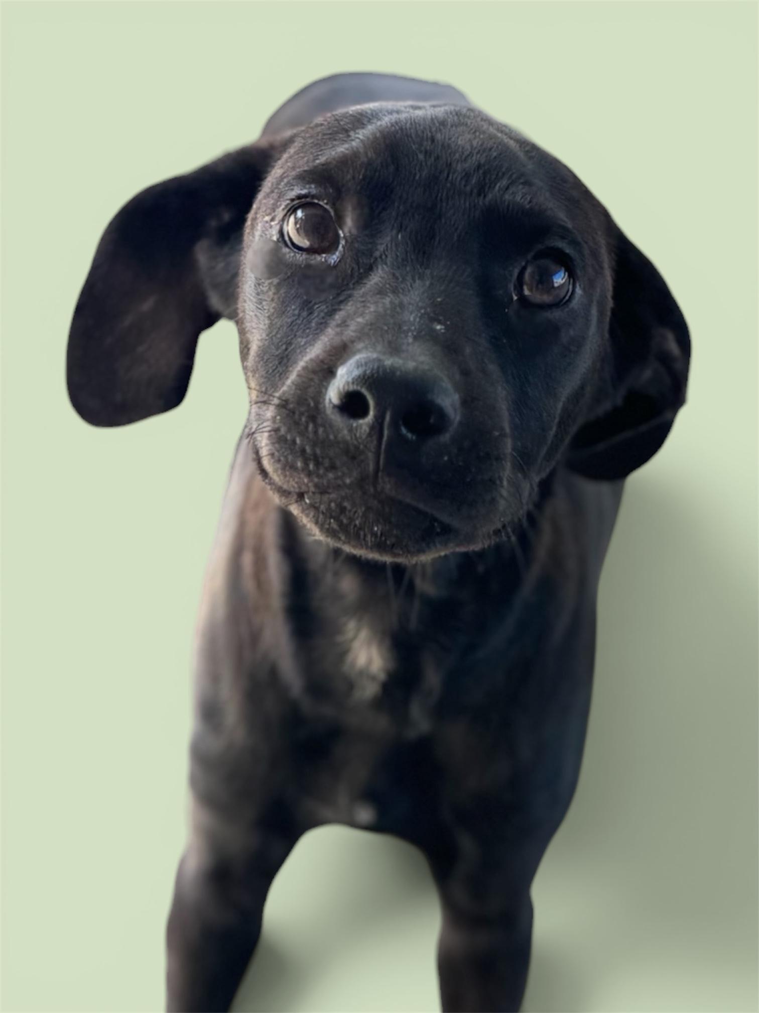 Enlarge Volt, a ADOPTABLE mixed breed in Troy, AL image 1/4