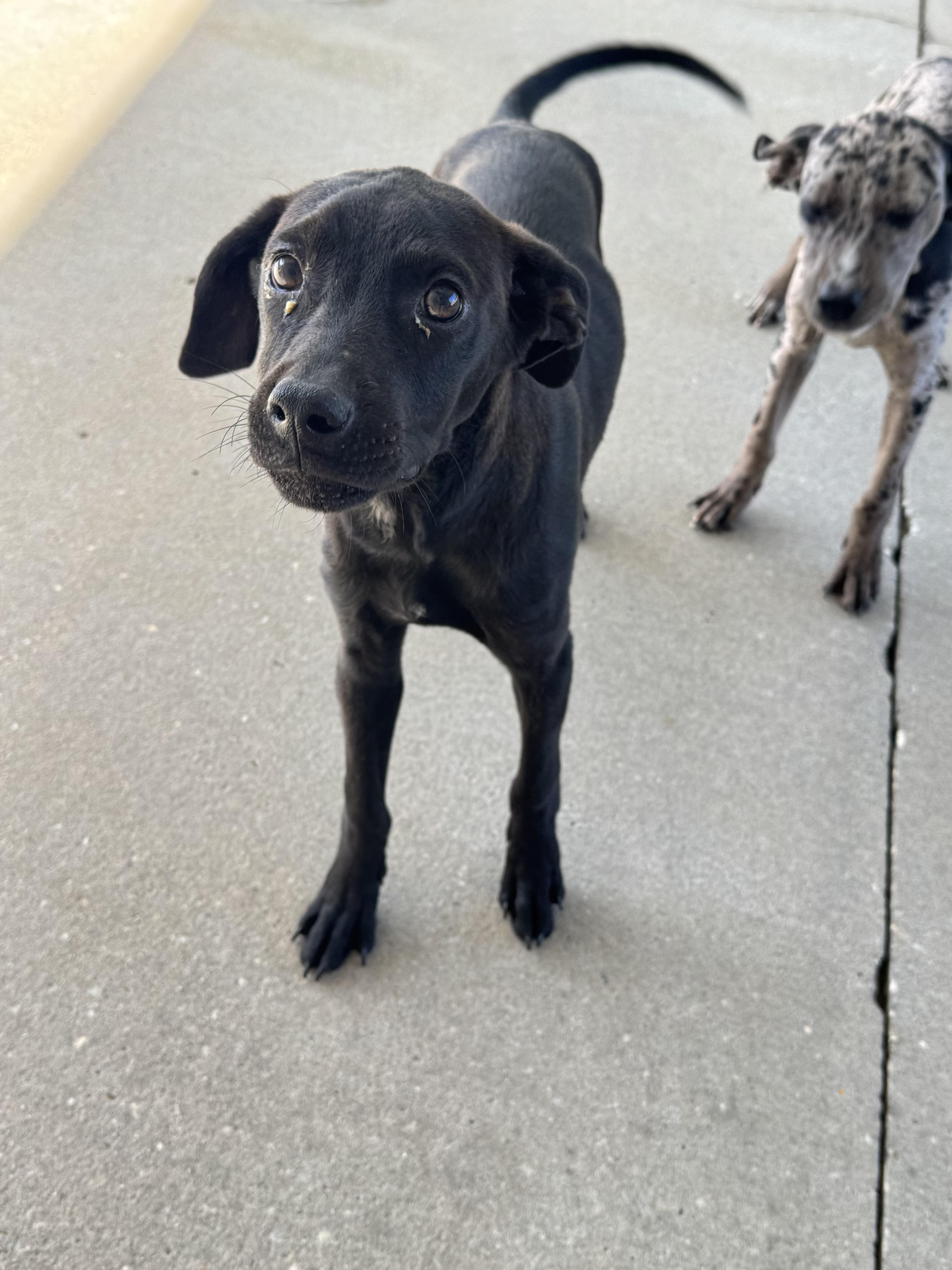 Enlarge Volt, a ADOPTABLE mixed breed in Troy, AL image 3/4