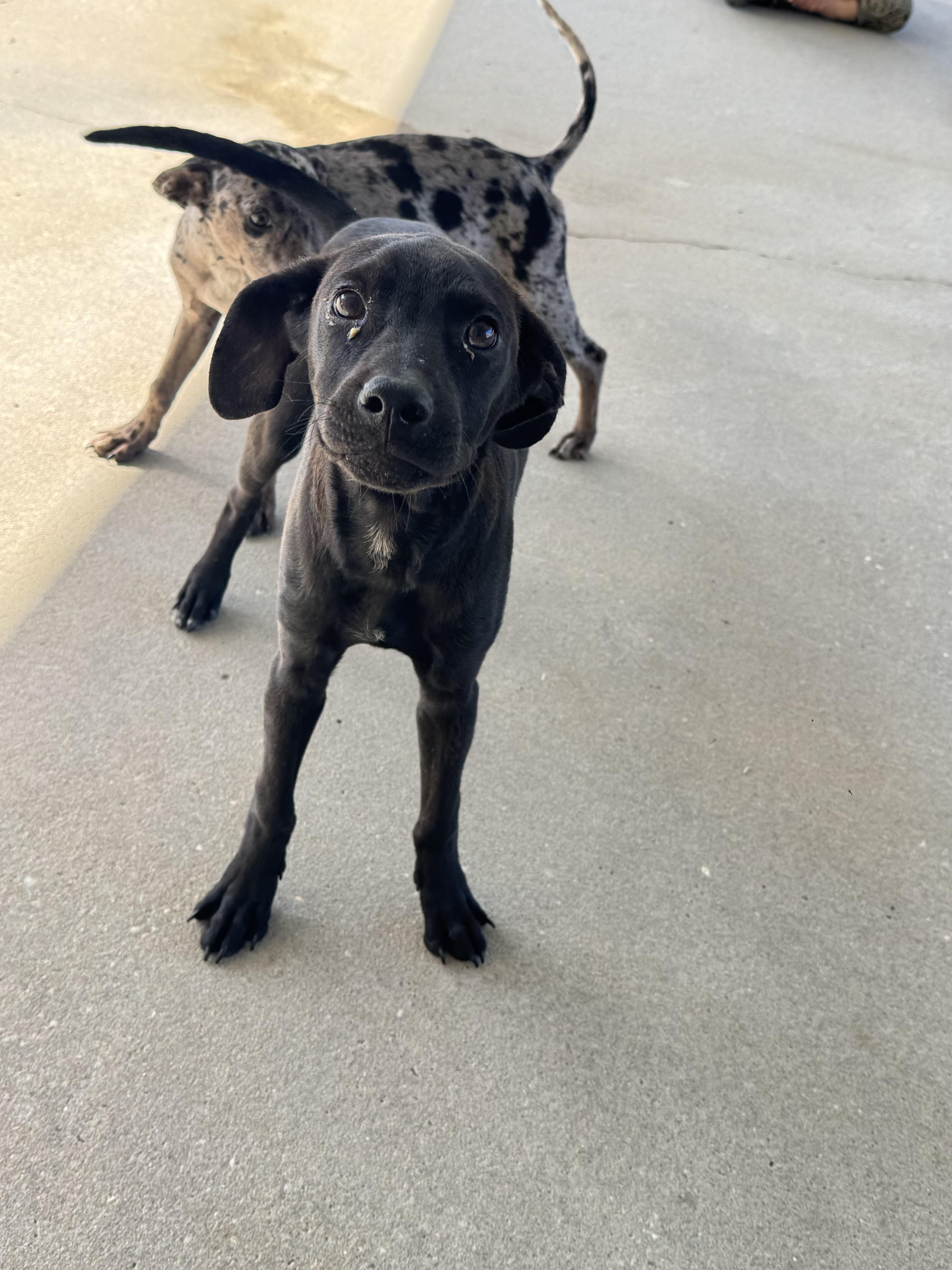 Enlarge Volt, a ADOPTABLE mixed breed in Troy, AL image 4/4