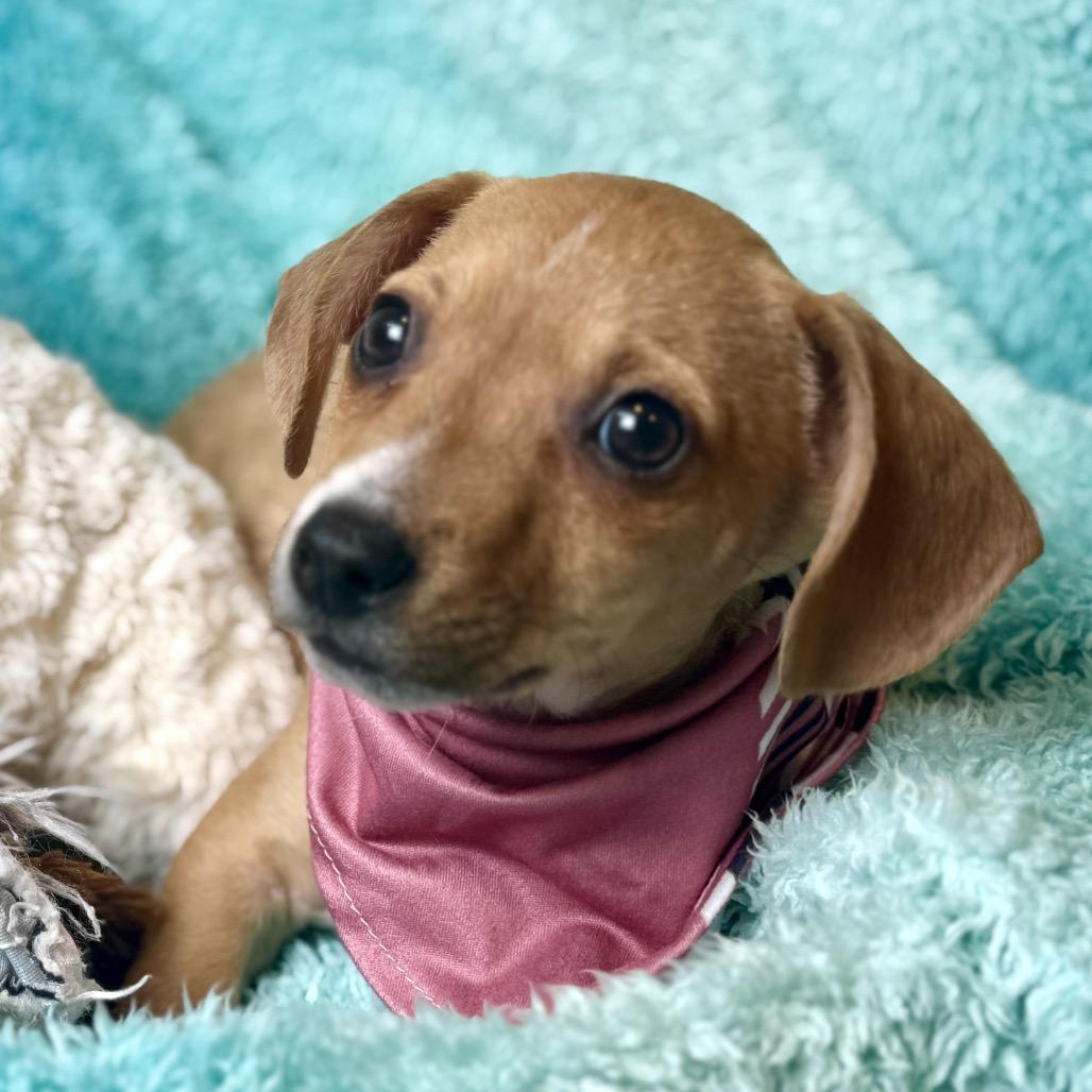 Jack - sweet little Chihuahua boy, Adoptable, Puppy Male Chihuahua.