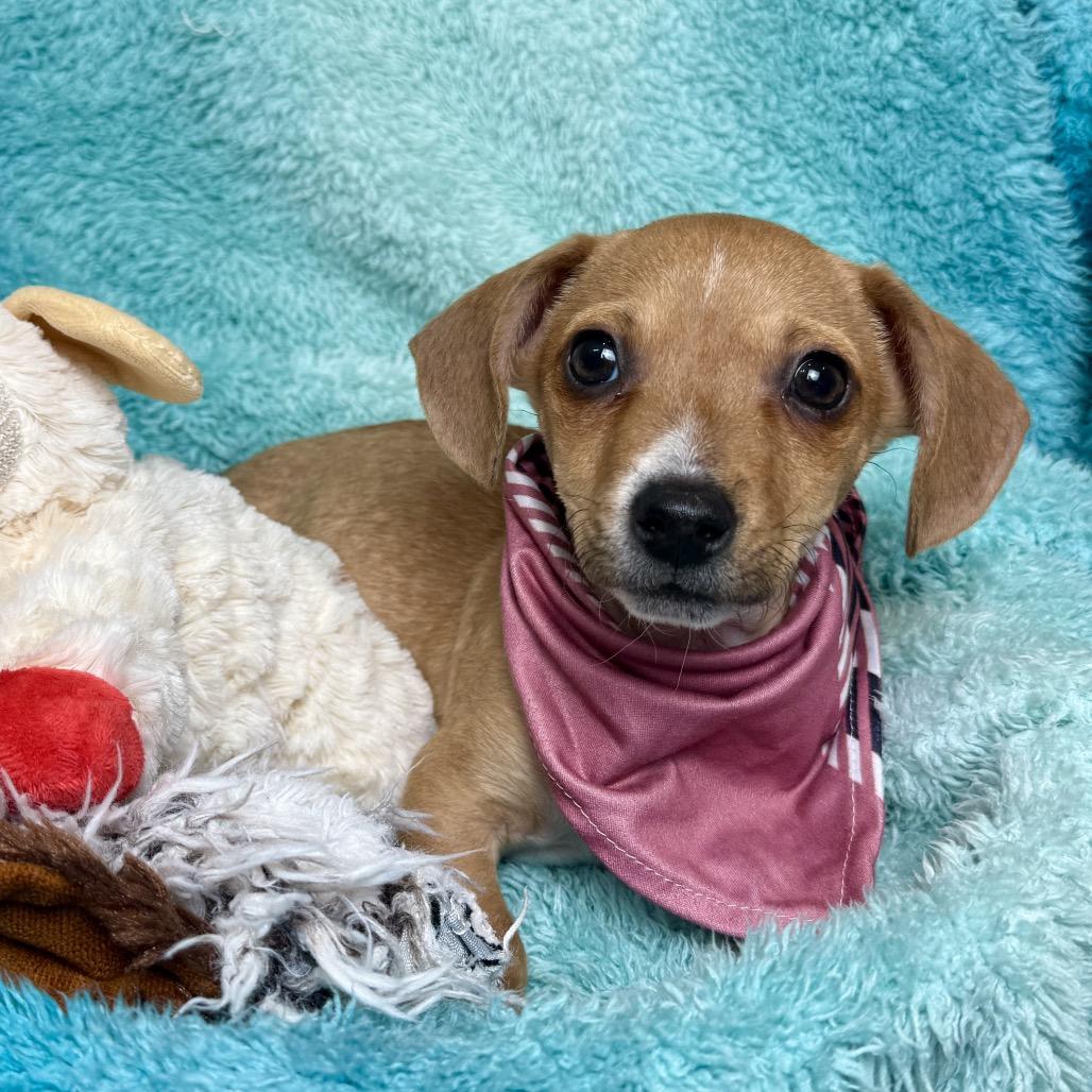Jack - sweet little Chihuahua boy, a Adoptable Chihuahua in San Antonio, TX image 3/6