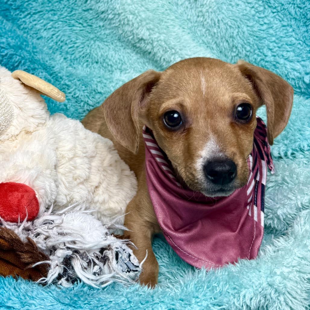 Jack - sweet little Chihuahua boy, a Adoptable Chihuahua in San Antonio, TX image 5/6