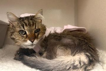 Maribelle, adopted, Senior Female Domestic Long Hair.