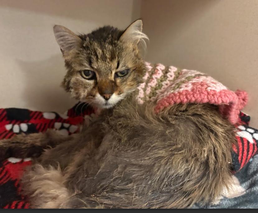 Enlarge Maribelle, an adopted Domestic Long Hair in Buena Vista, CO image 2/2