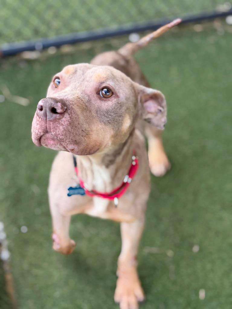Phoenix, Adoptable, Young Female Staffordshire Bull Terrier & American Bully.