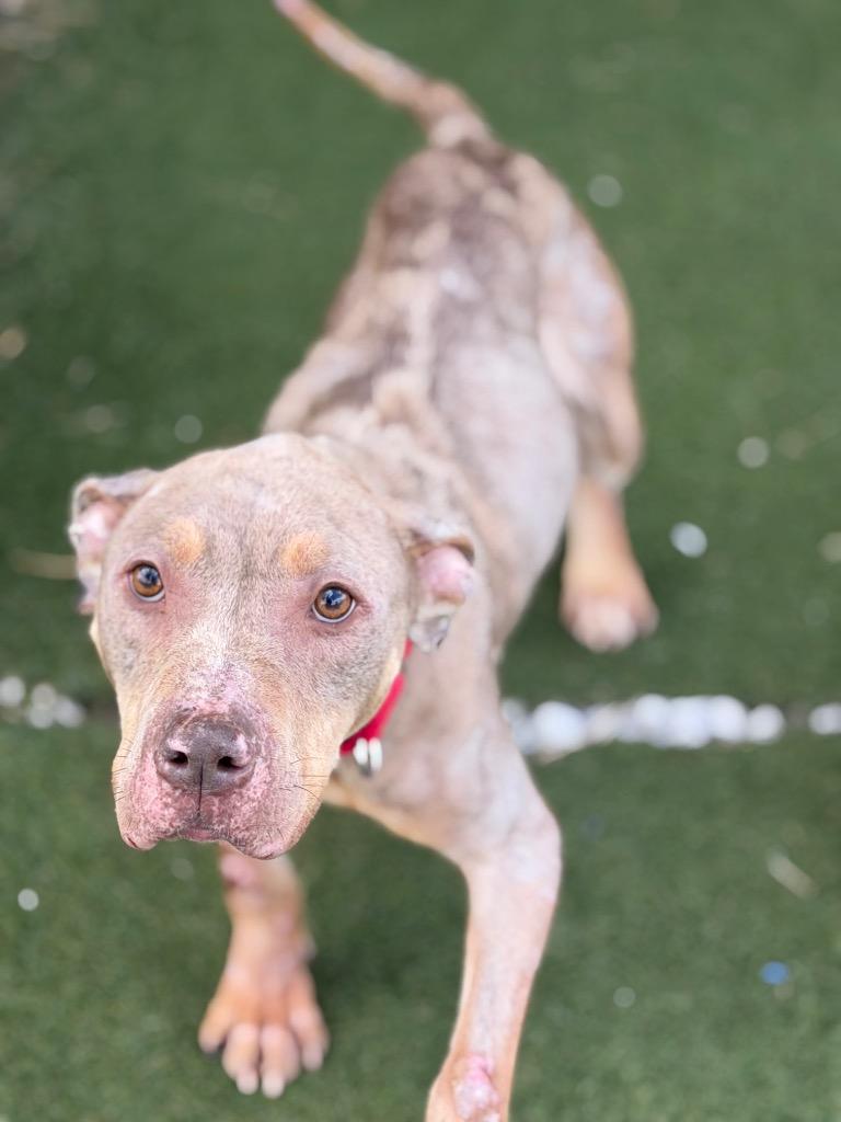 Enlarge Phoenix, a Adoptable mixed breed in Columbia, IL image 2/6