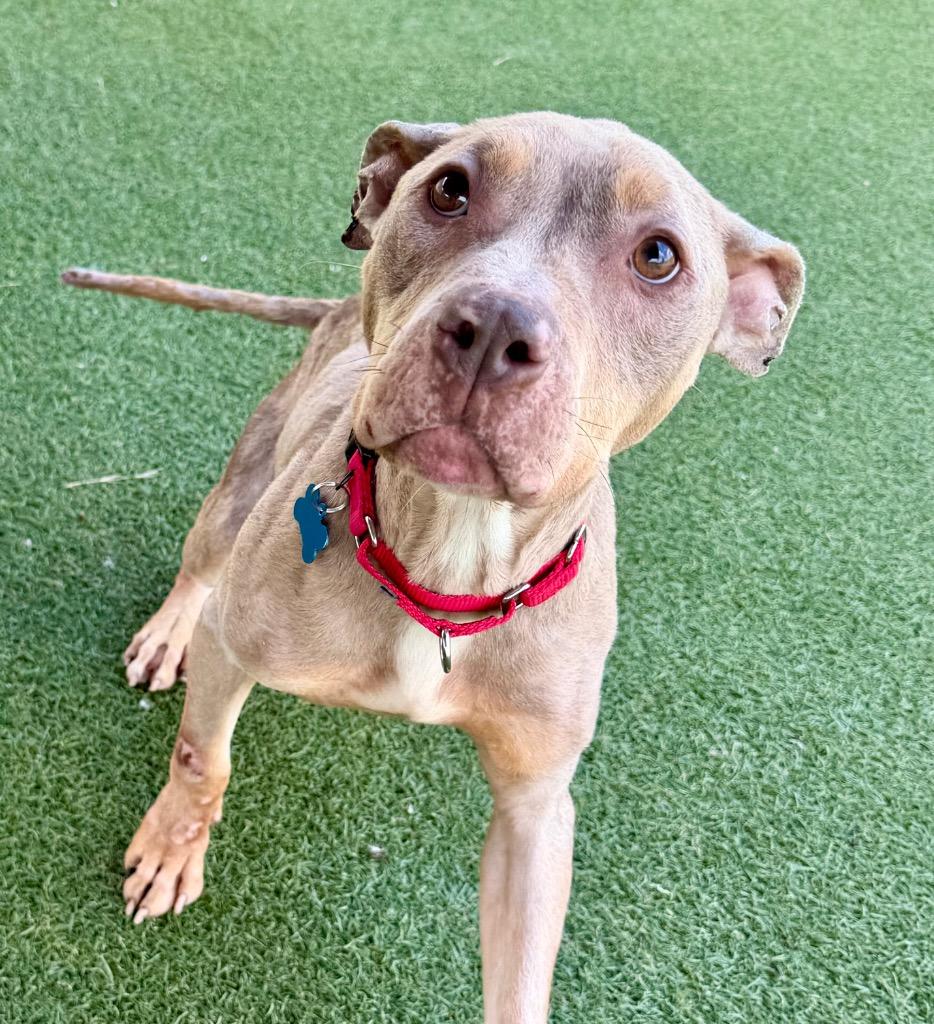 Enlarge Phoenix, a Adoptable mixed breed in Columbia, IL image 3/6