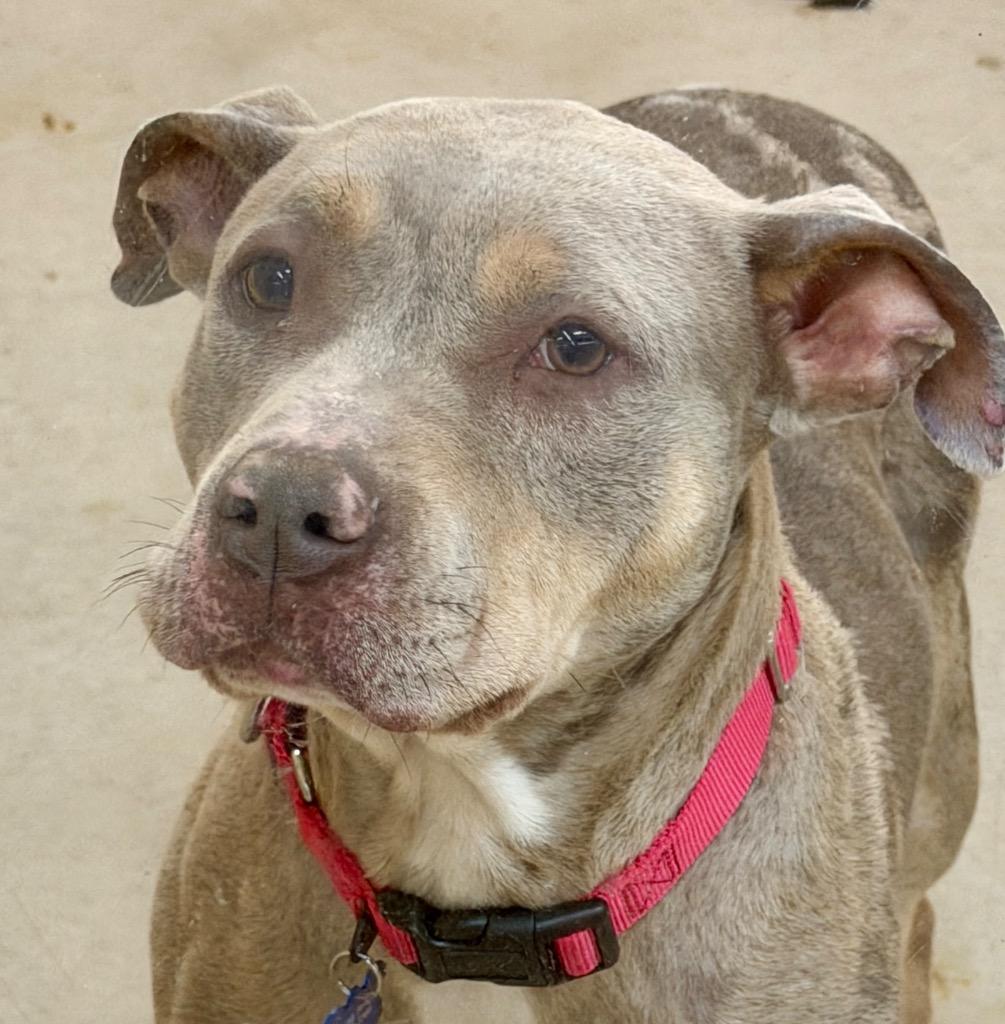 Enlarge Phoenix, a Adoptable mixed breed in Columbia, IL image 4/6