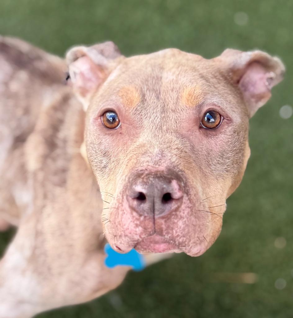 Enlarge Phoenix, a Adoptable mixed breed in Columbia, IL image 5/6