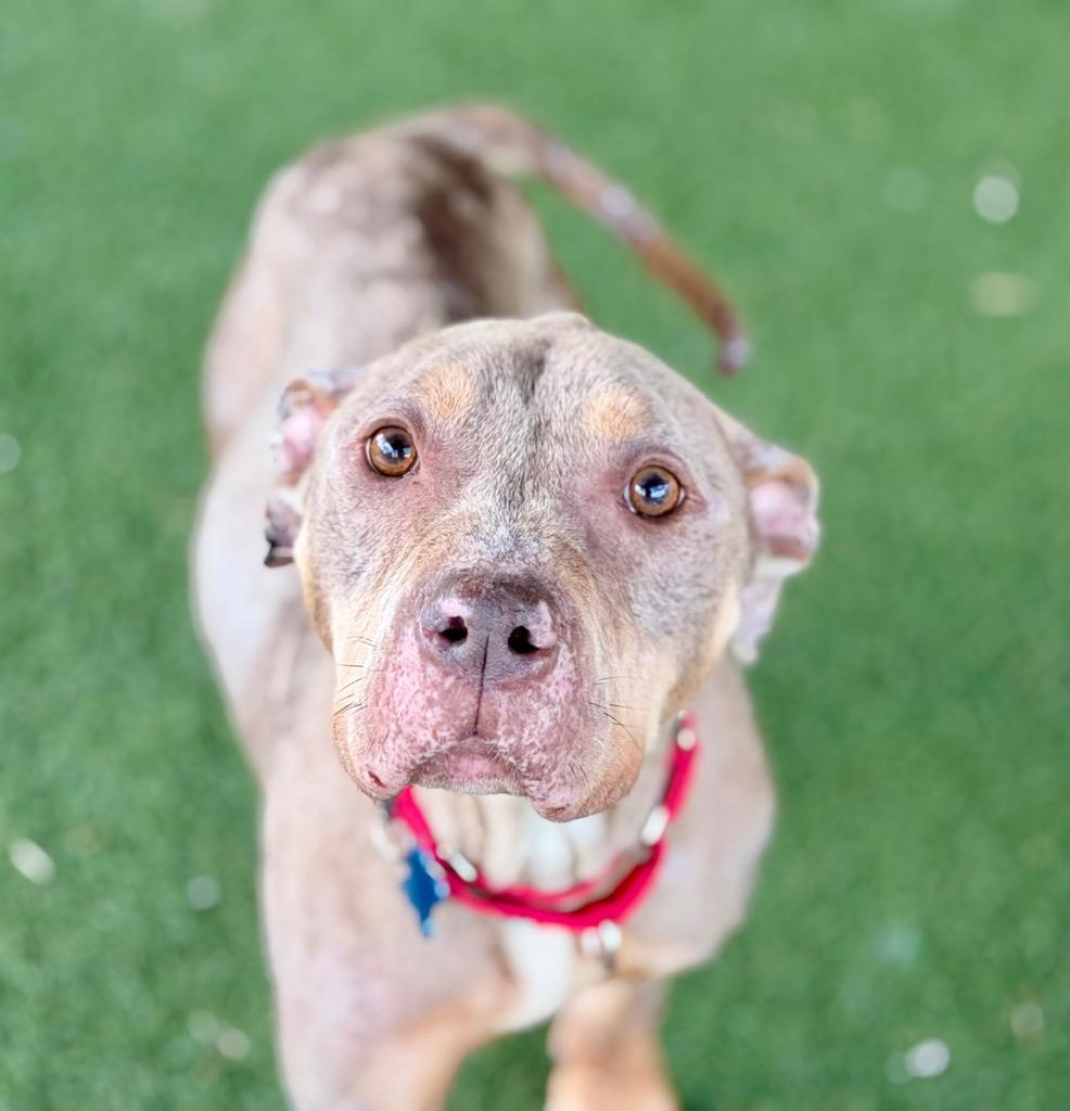 Enlarge Phoenix, a Adoptable mixed breed in Columbia, IL image 6/6