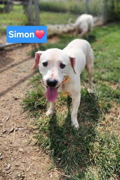 Simon, Adoptable, Young Male Hound & Mixed Breed.