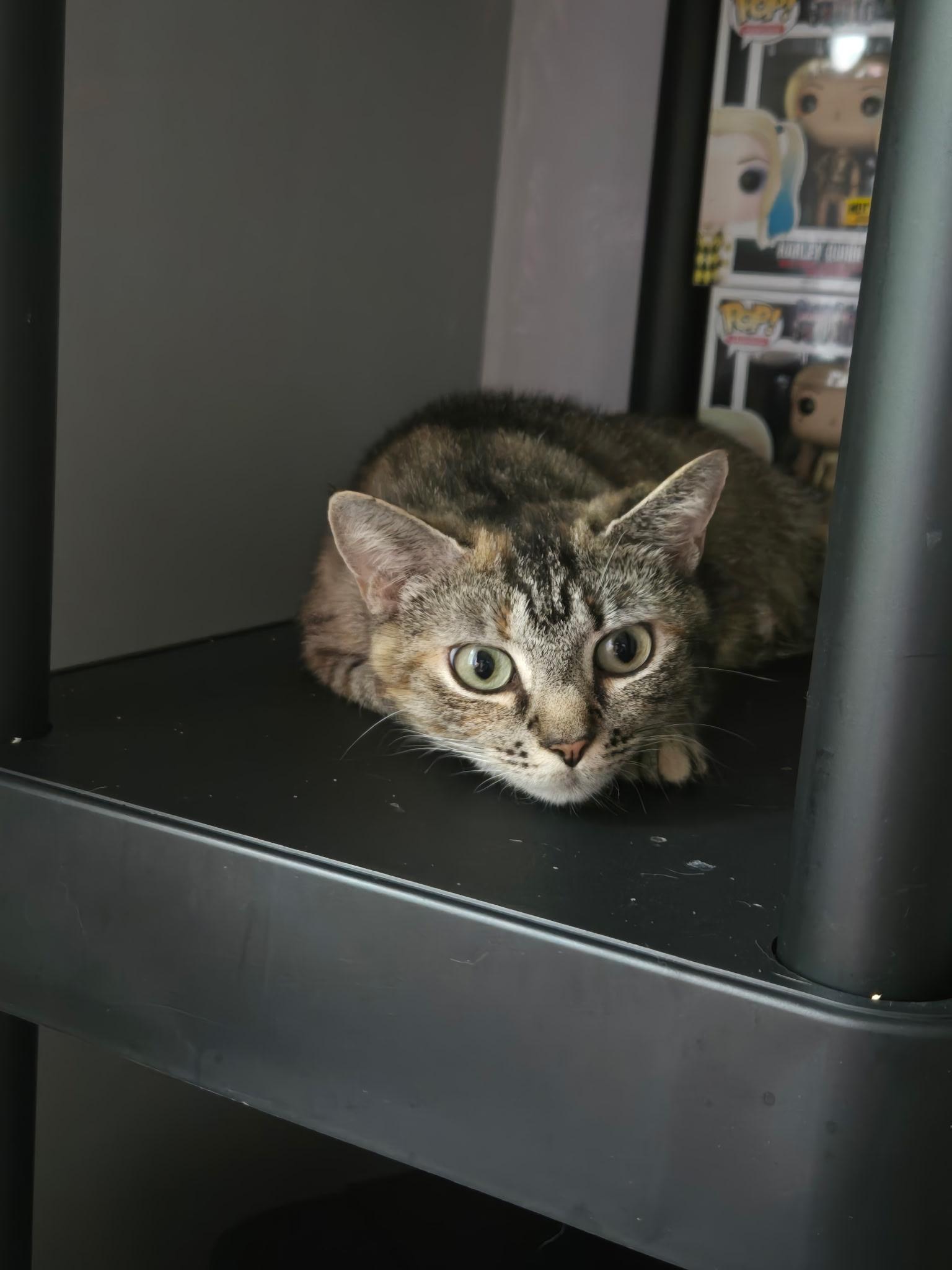 Enlarge Tanya, a ADOPTABLE mixed breed in Succasunna, NJ image 1/5