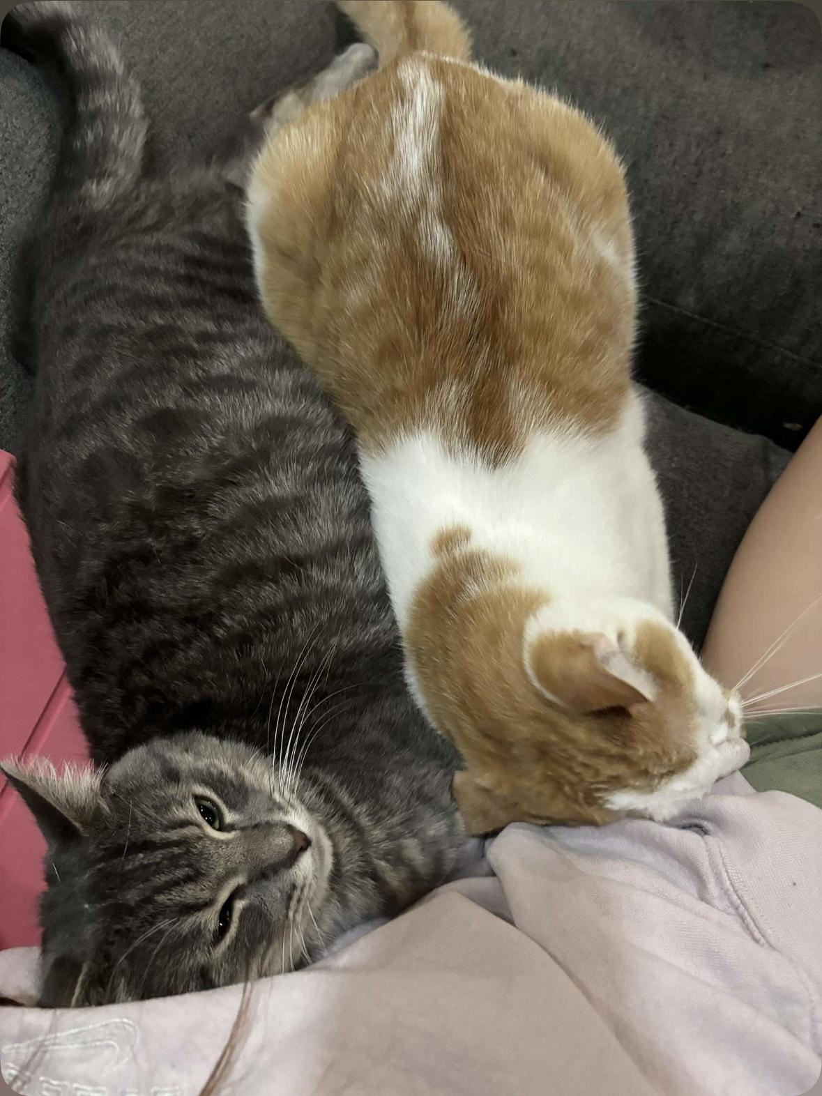 RIVER, a Adoptable Domestic Short Hair in Shakespeare, ON image 1/6