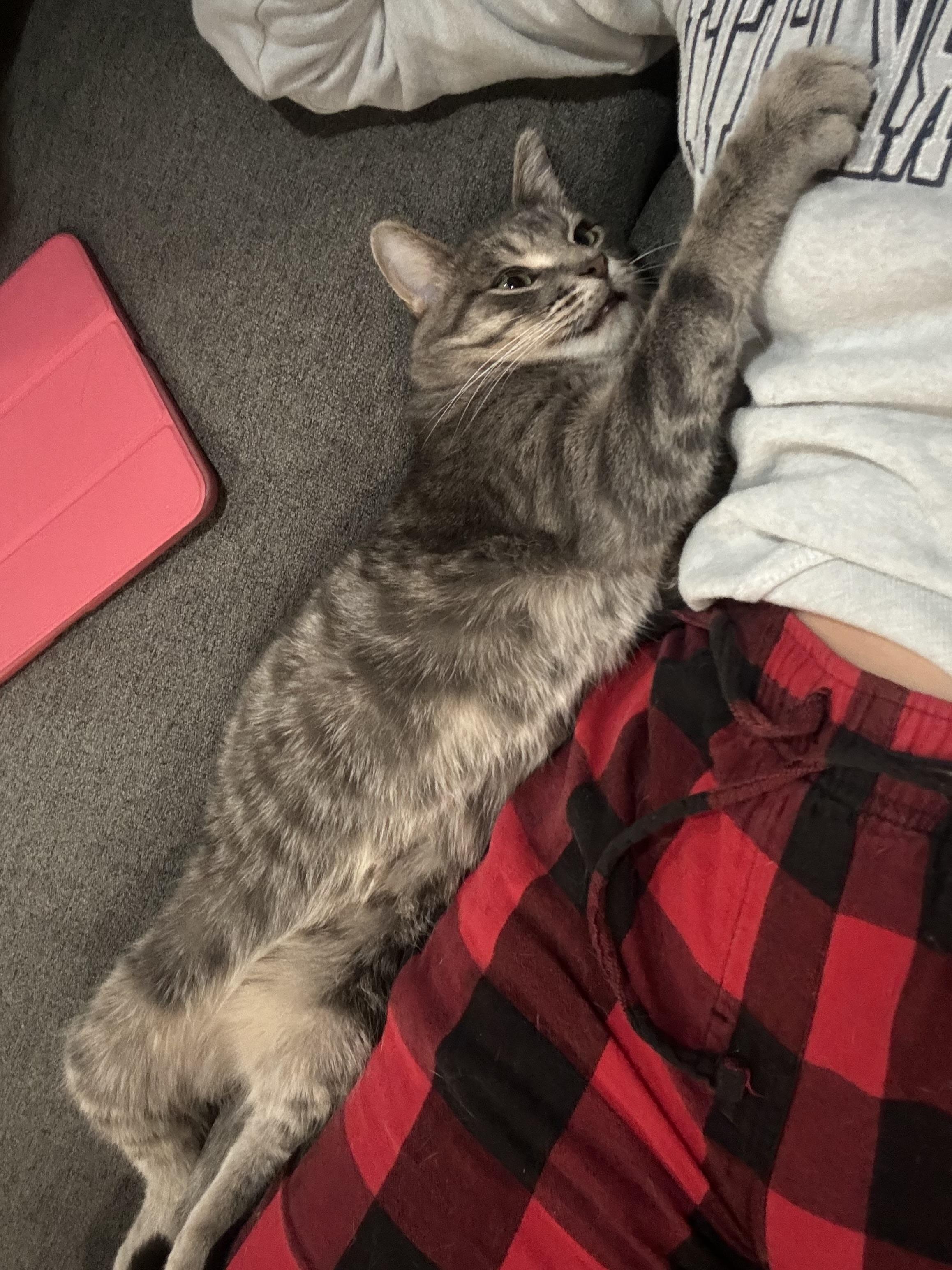 RIVER, Adoptable, Adult Male Domestic Short Hair.