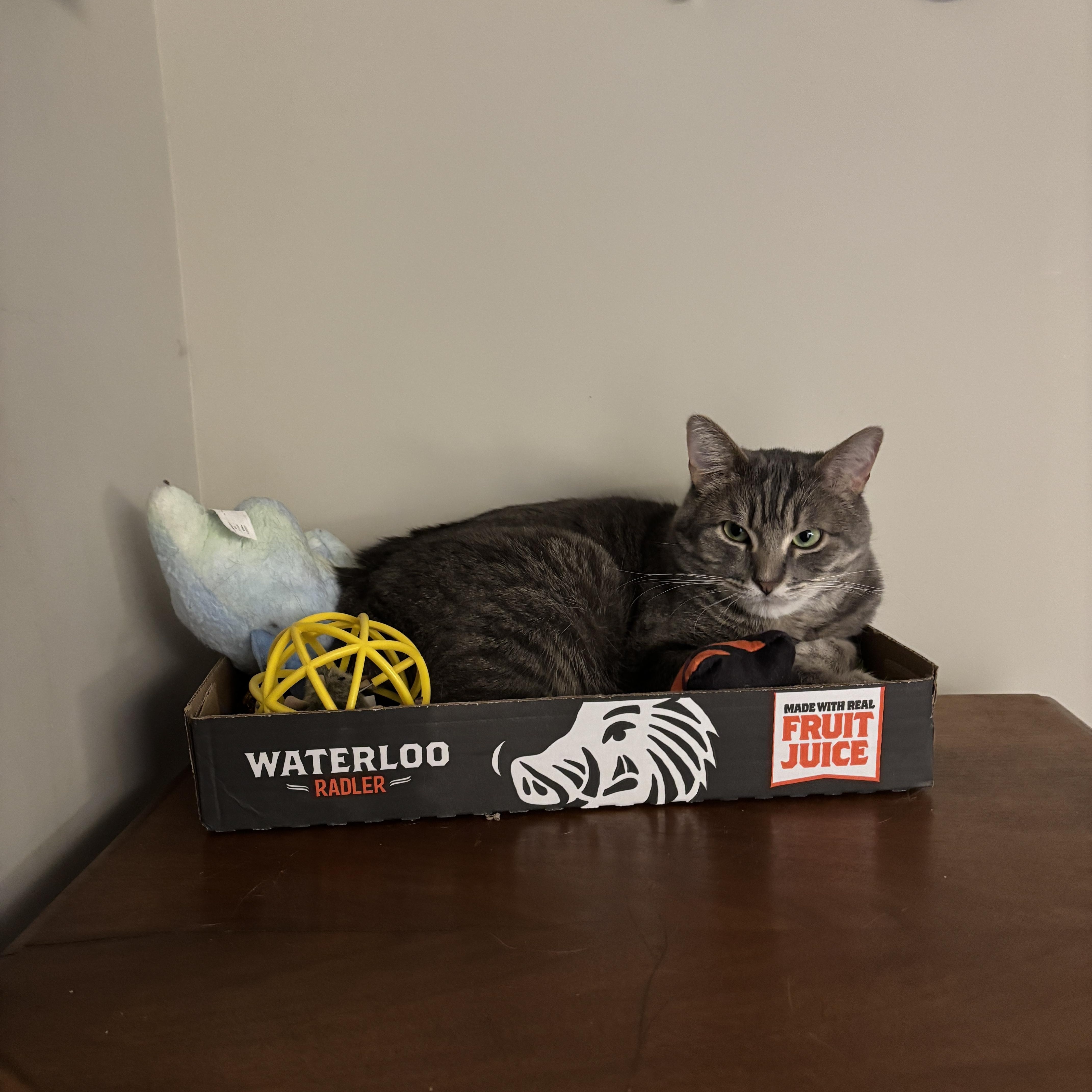 RIVER, Adoptable, Adult Male Domestic Short Hair.