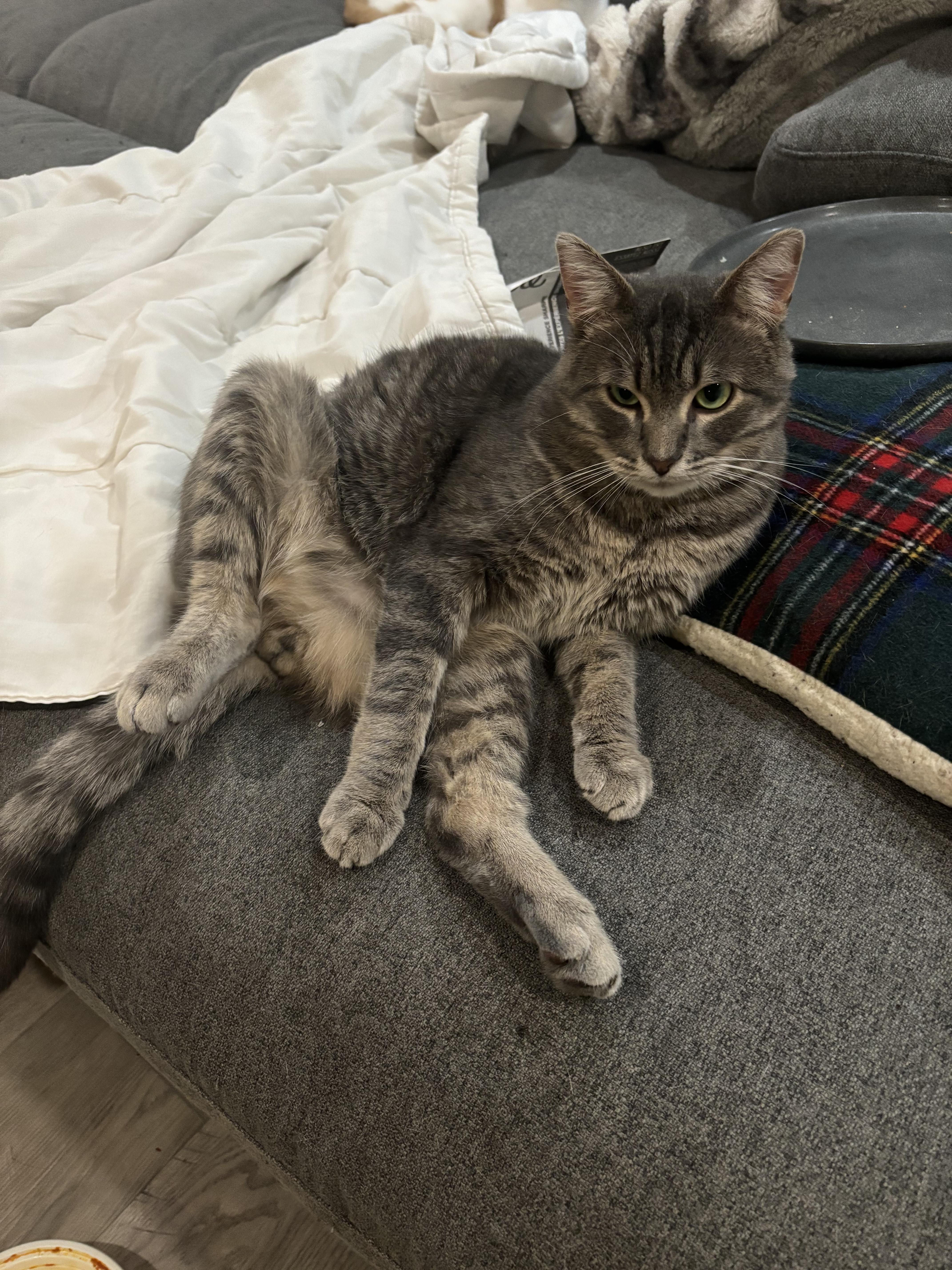 RIVER, a Adoptable Domestic Short Hair in Shakespeare, ON image 3/6