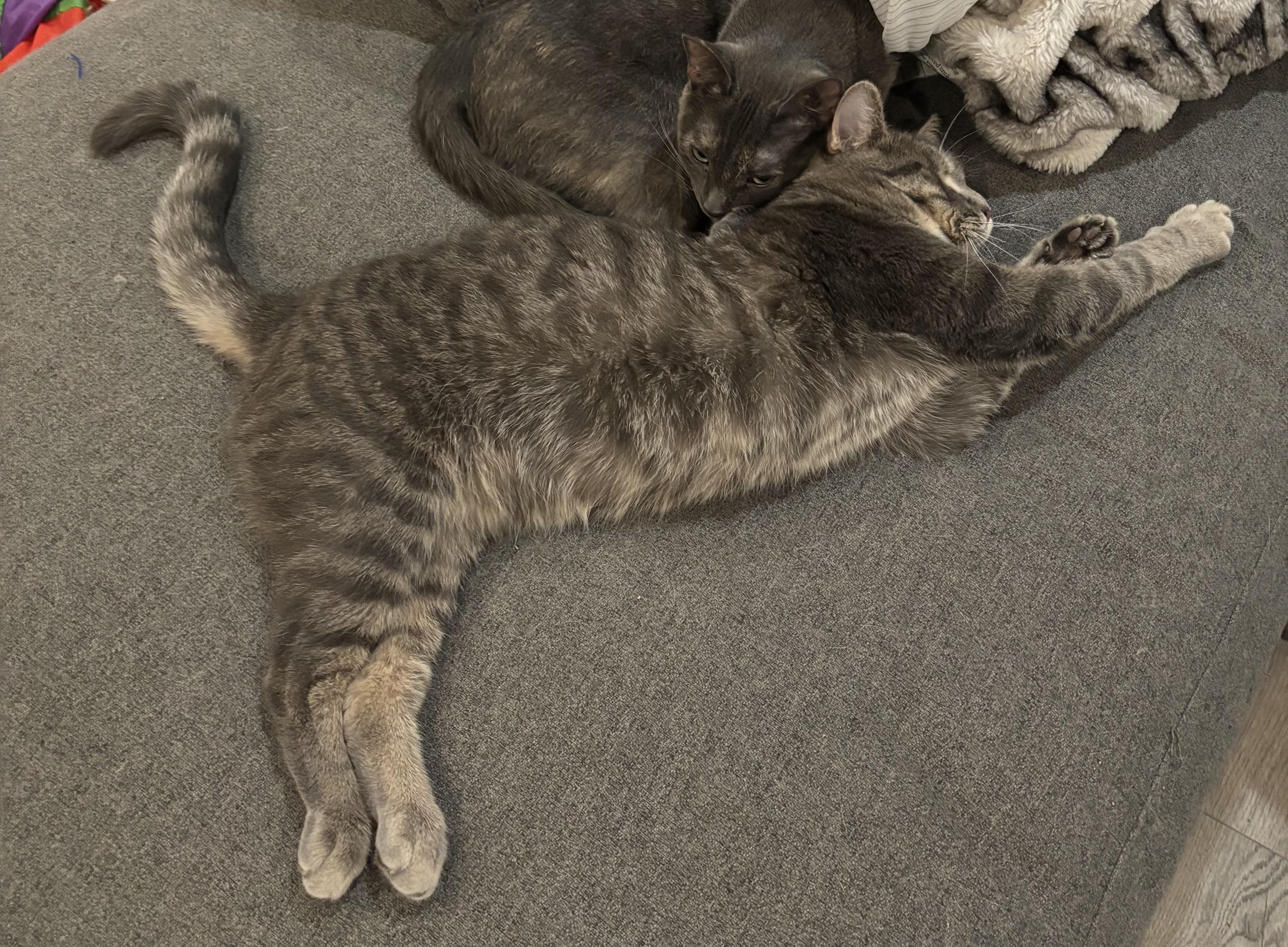 RIVER, a Adoptable Domestic Short Hair in Shakespeare, ON image 4/6