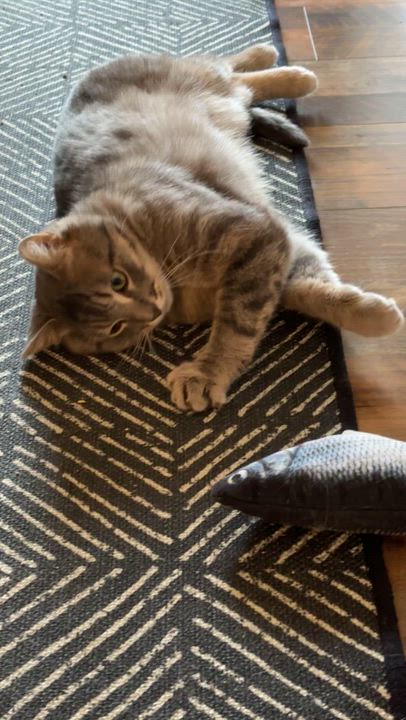 Enlarge RIVER, a Adoptable Domestic Short Hair in Shakespeare, ON video 6/6