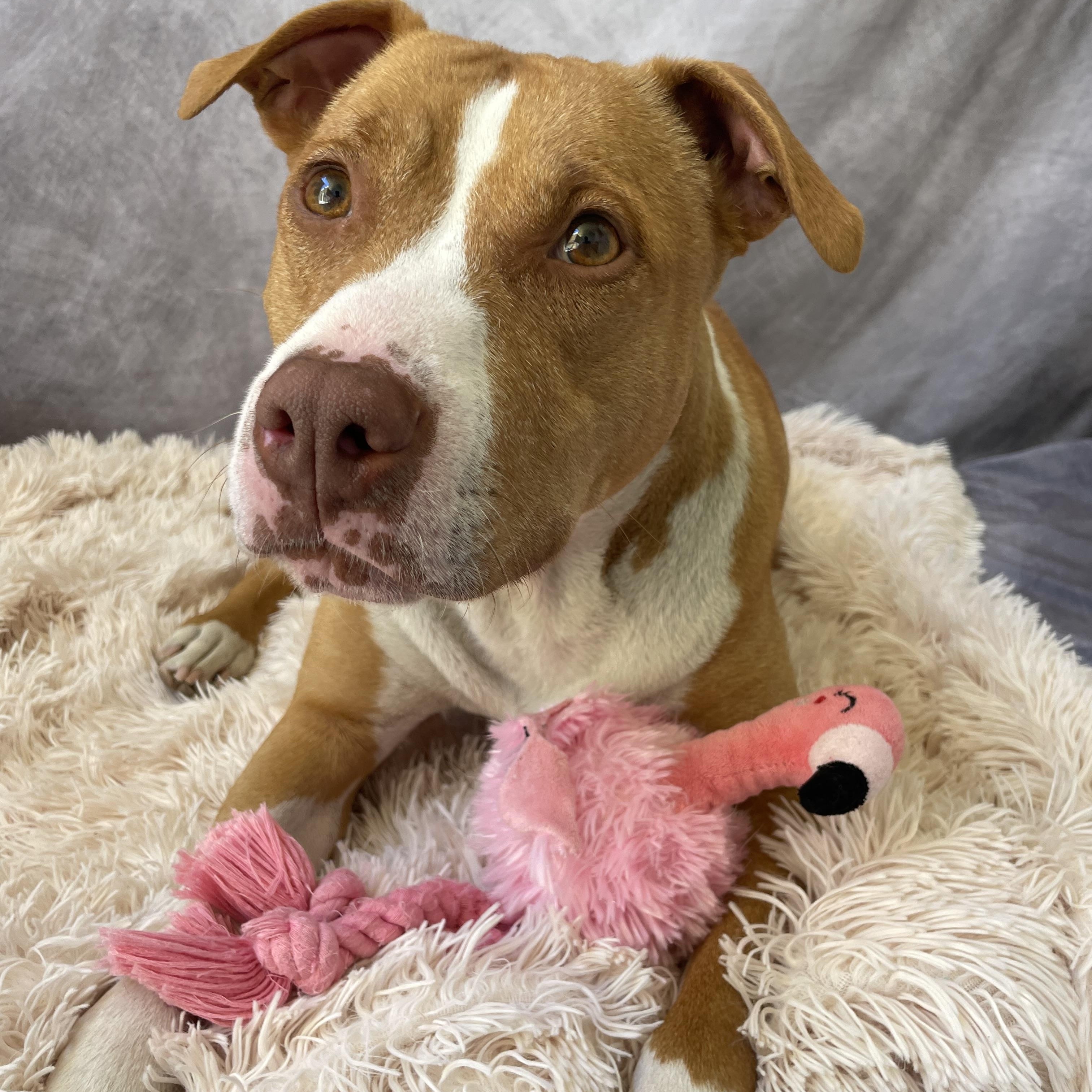 Enlarge Honey, a Adoptable mixed breed in Salinas, CA image 4/6