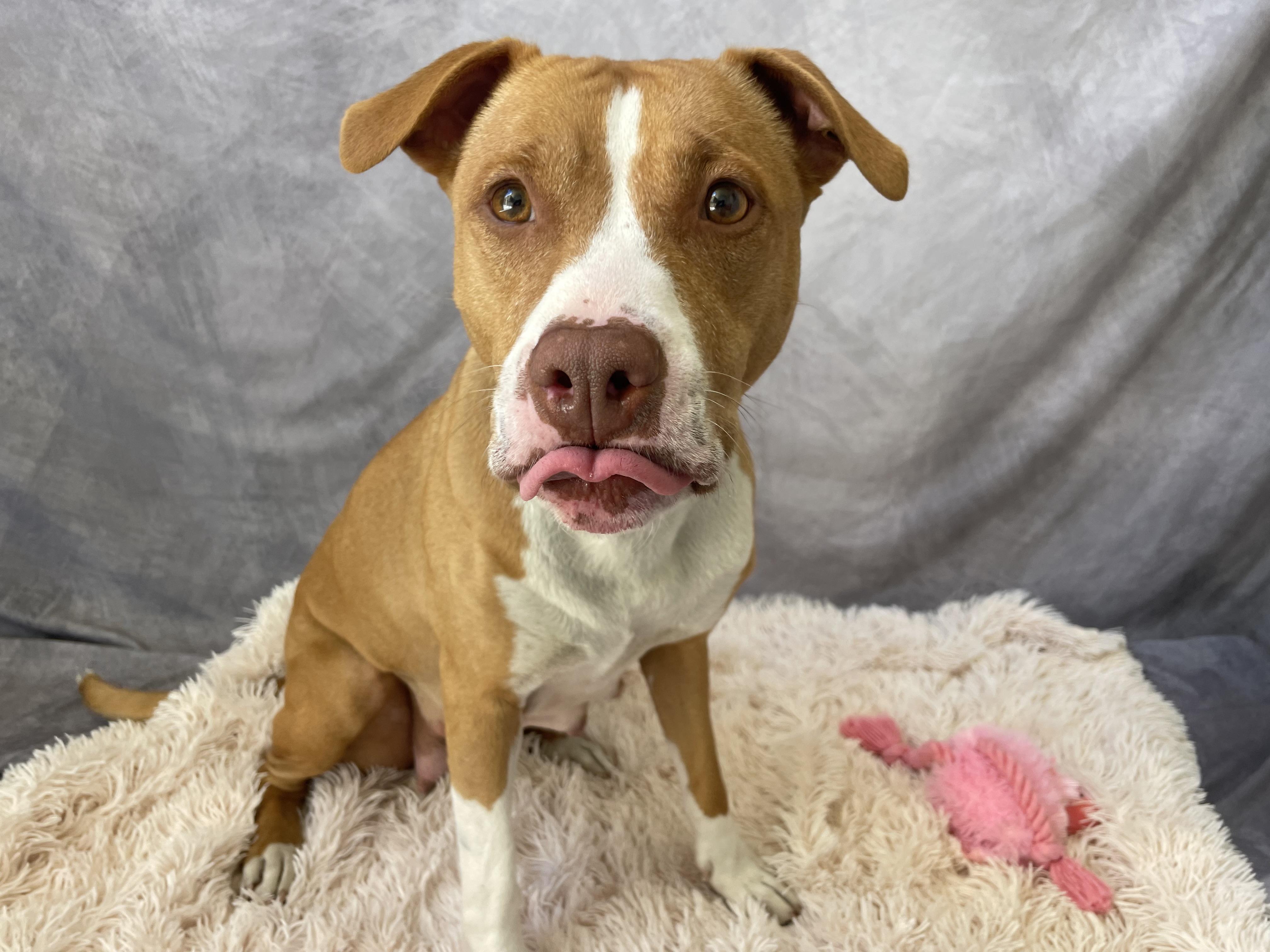 Enlarge Honey, a Adoptable mixed breed in Salinas, CA image 5/6