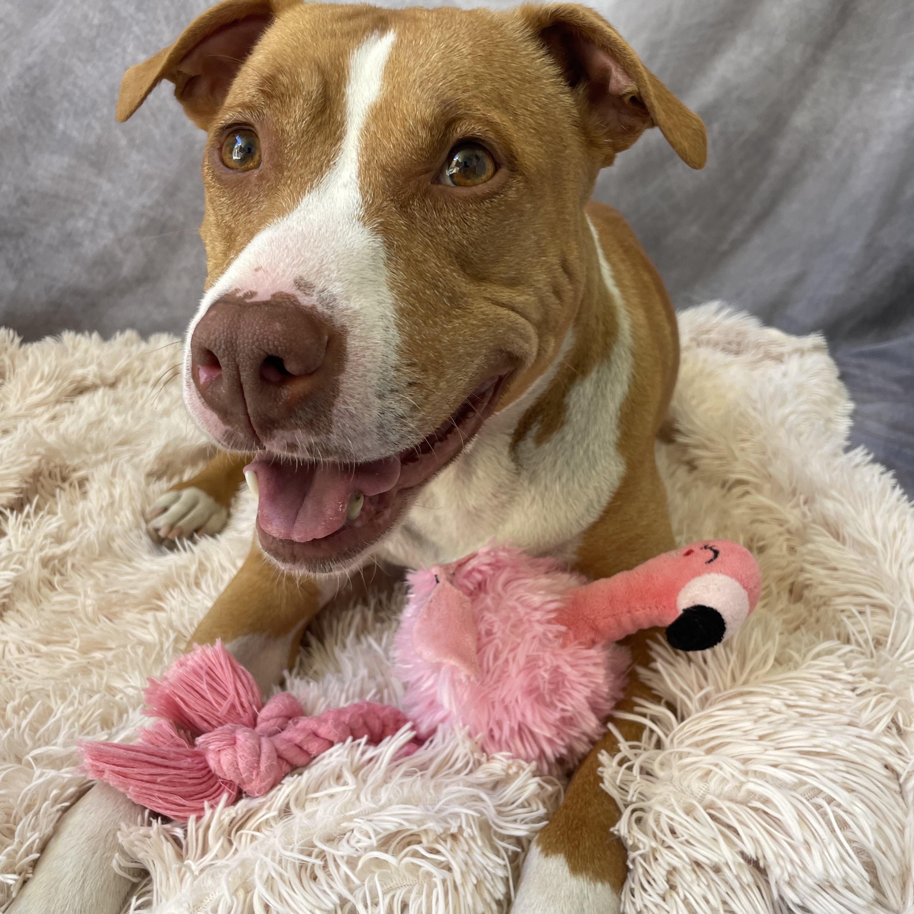 Enlarge Honey, a Adoptable mixed breed in Salinas, CA image 2/6
