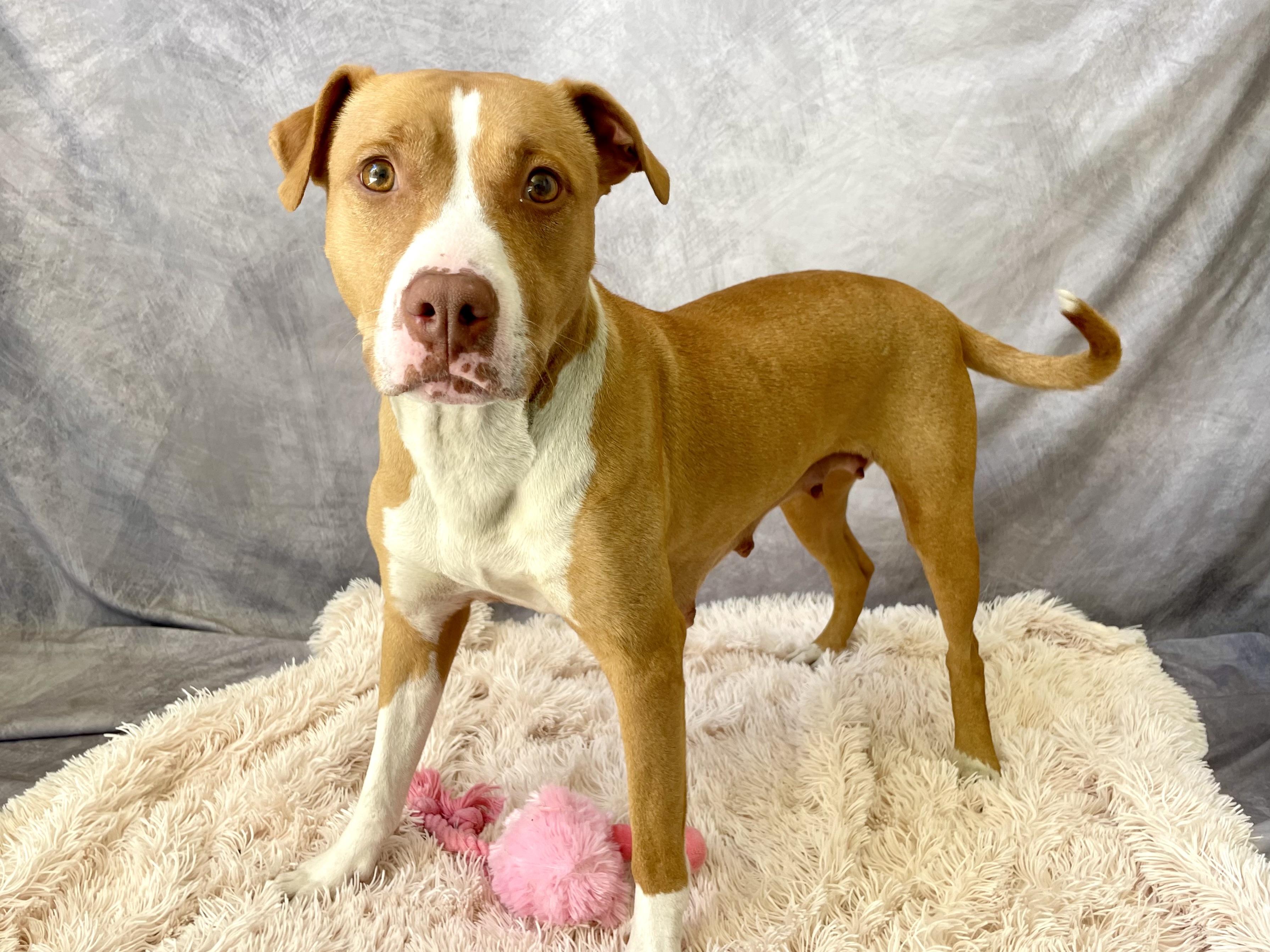 Enlarge Honey, a Adoptable mixed breed in Salinas, CA image 6/6