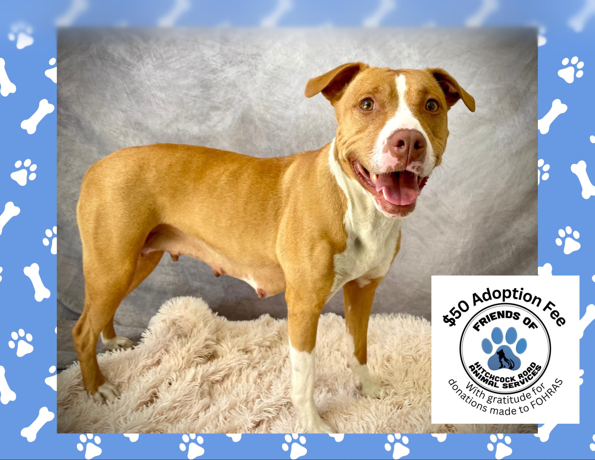 Honey, Adoptable, Adult Female Pit Bull Terrier.