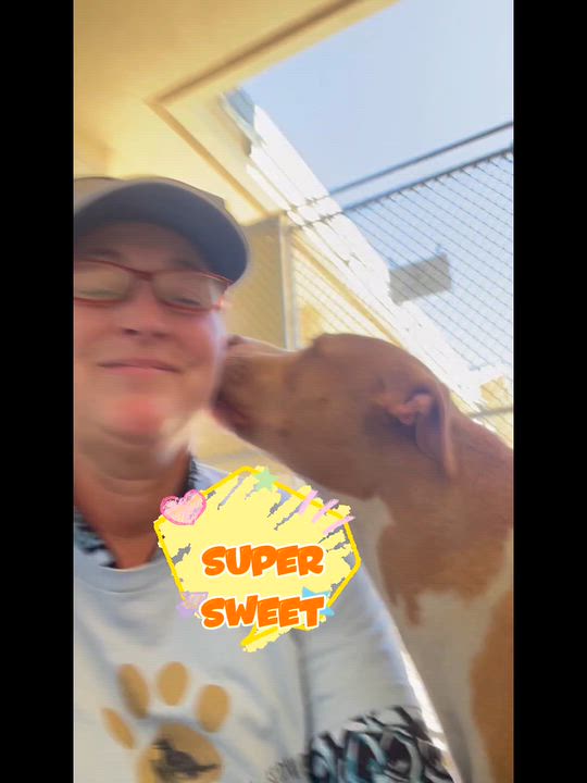 Enlarge Honey, a Adoptable mixed breed in Salinas, CA video 3/6