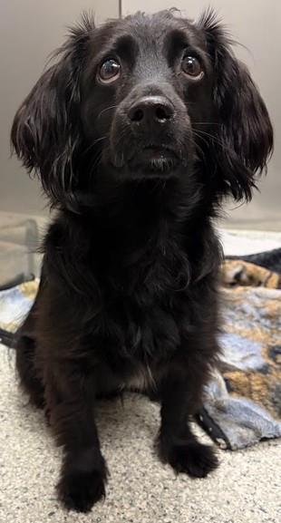 Poptart, Adoptable, Young Male Dachshund & Spaniel.