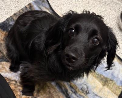 Enlarge Poptart, a Adoptable mixed breed in Westminster, MD image 2/2