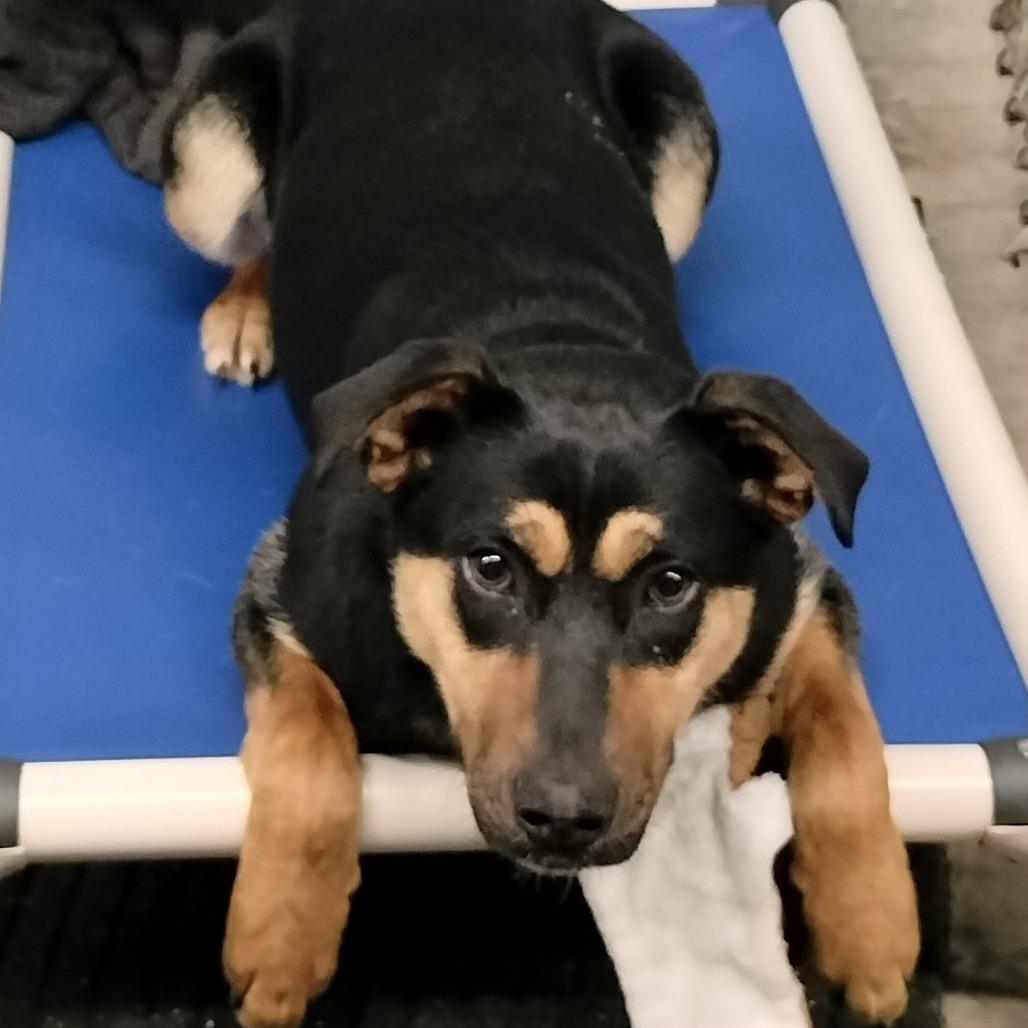 Enlarge Rowan, a Adoptable mixed breed in Brooksville, KY image 1/1