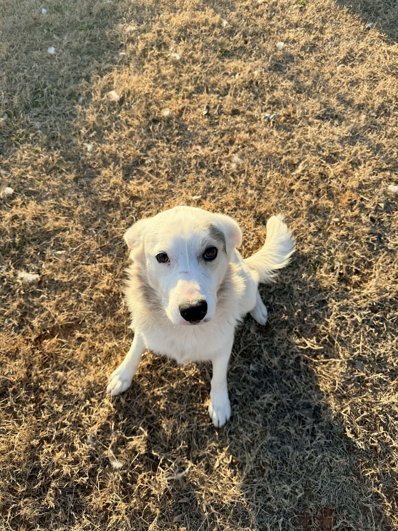 Enlarge River, a Adopted mixed breed in Piedmont, OK image 3/3