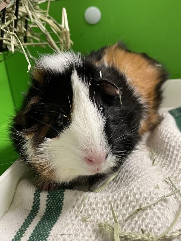 Lucy, Adoptable, Young Female Guinea Pig.