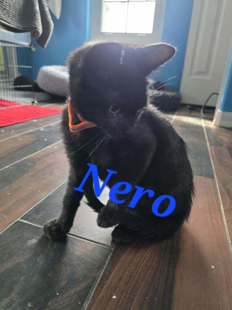 Enlarge Nero, a Adoptable Domestic Short Hair in Orlando, FL image 1/1
