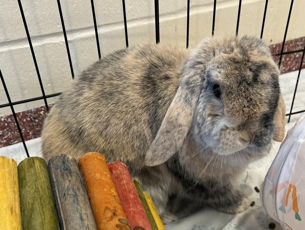 Enlarge Butterscotch, a Adoptable mixed breed in Stratham, NH image 1/1