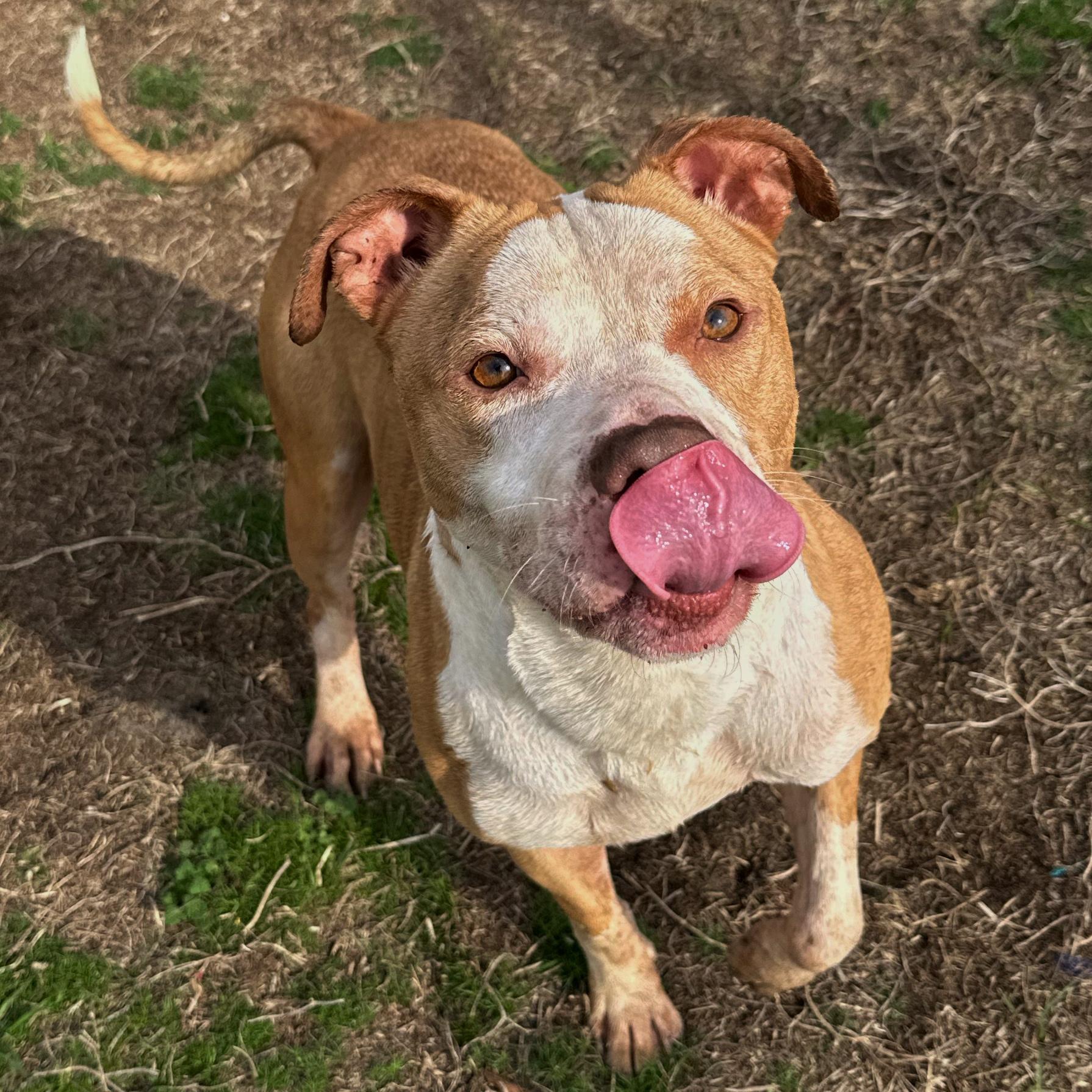 Otis, a ADOPTABLE mixed breed in Valdosta, GA image 4/4