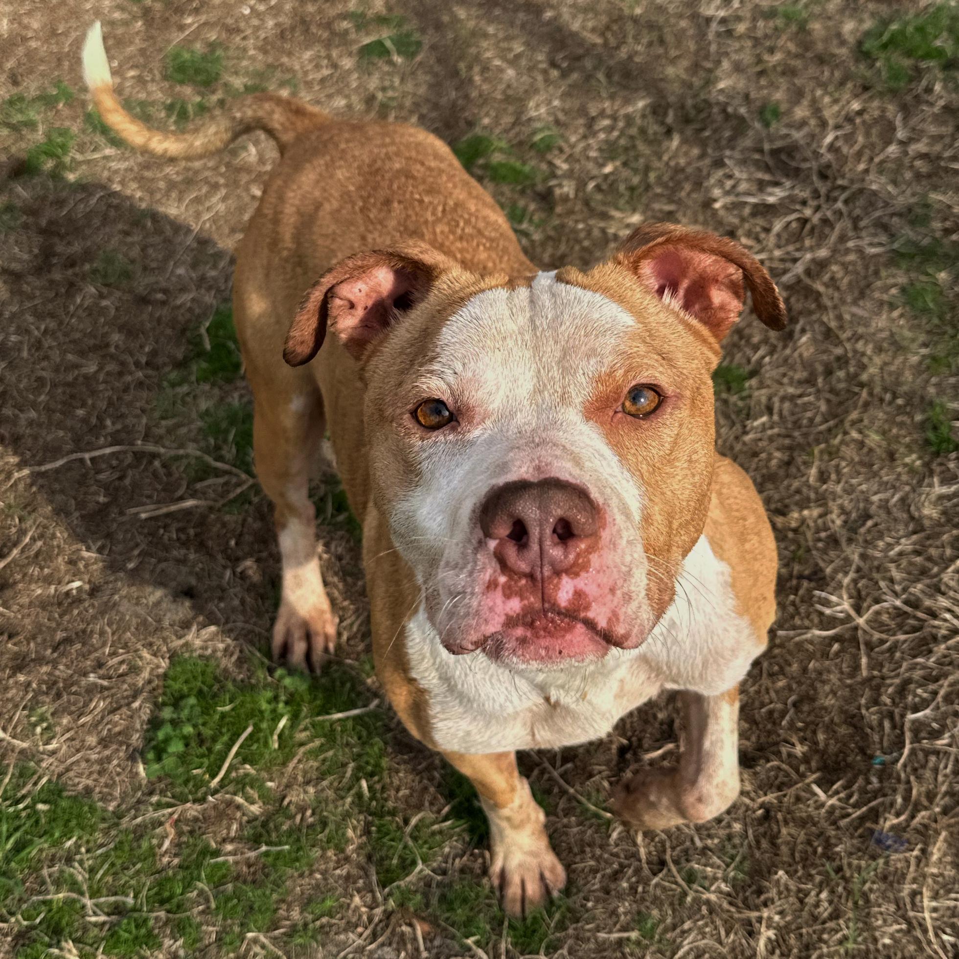 Otis, a ADOPTABLE mixed breed in Valdosta, GA image 2/4