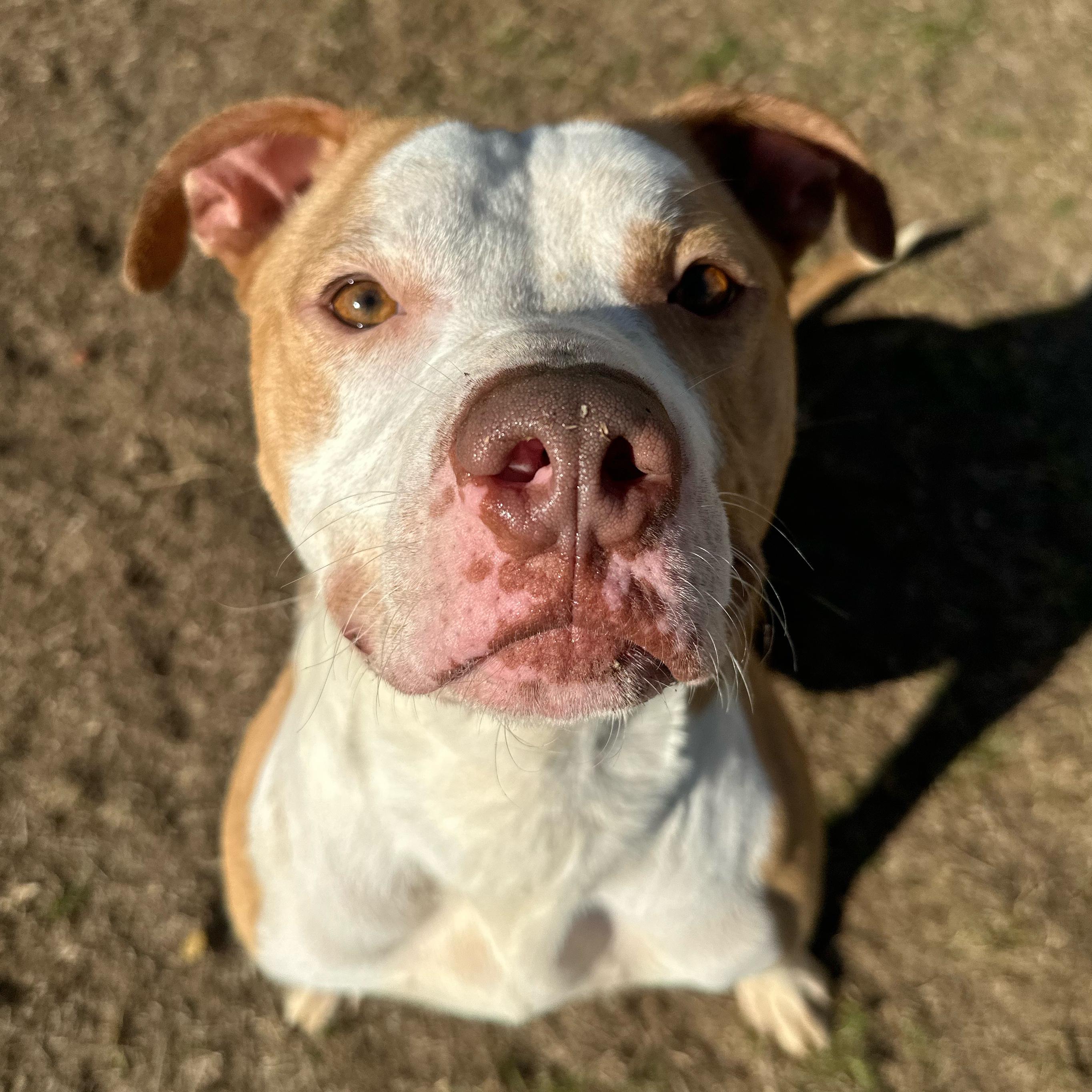 Otis, ADOPTABLE, Young Male Pit Bull Terrier.